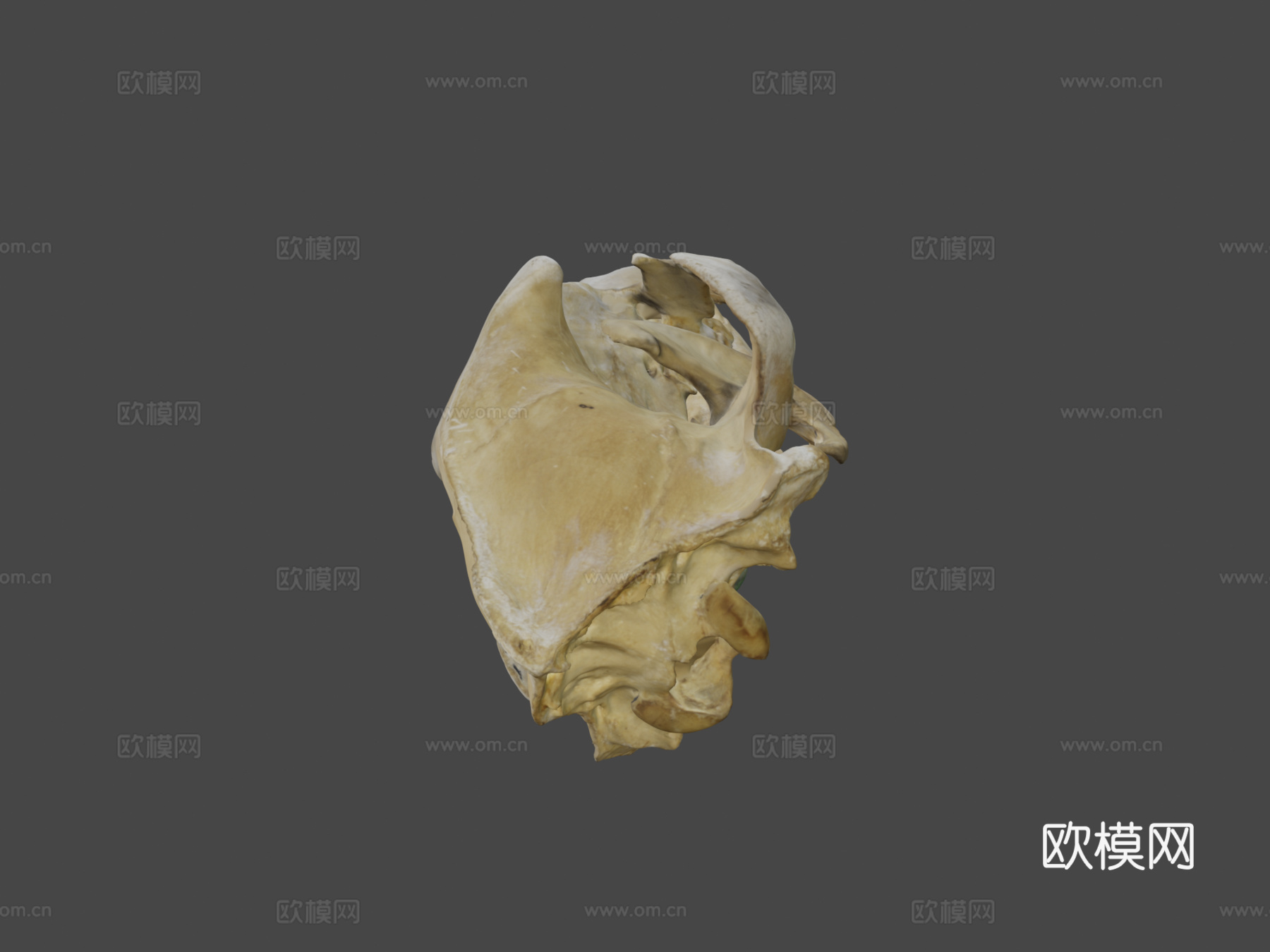 灰熊头骨标本9号3d模型
