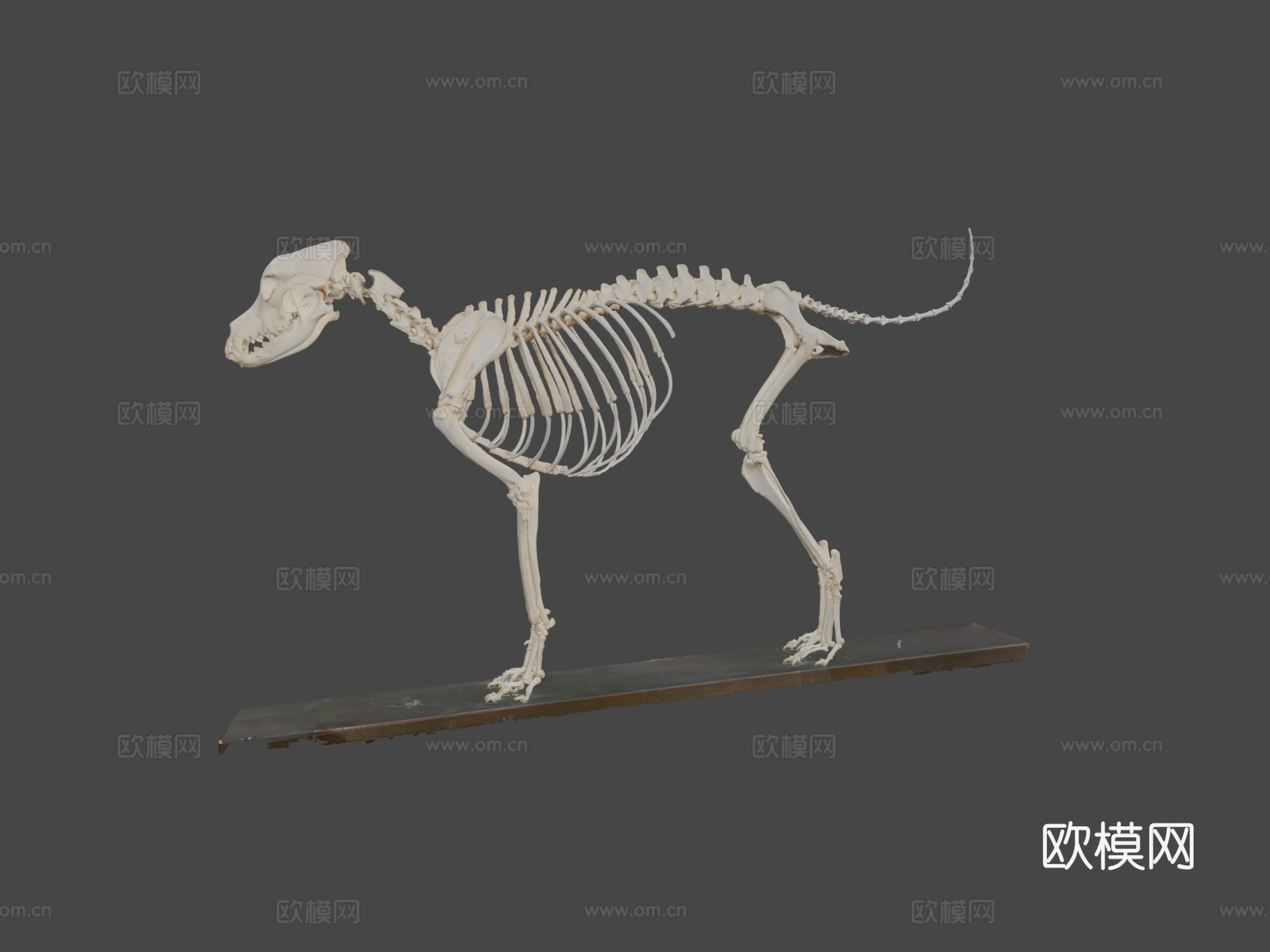狗骨架-四肢标注3d模型