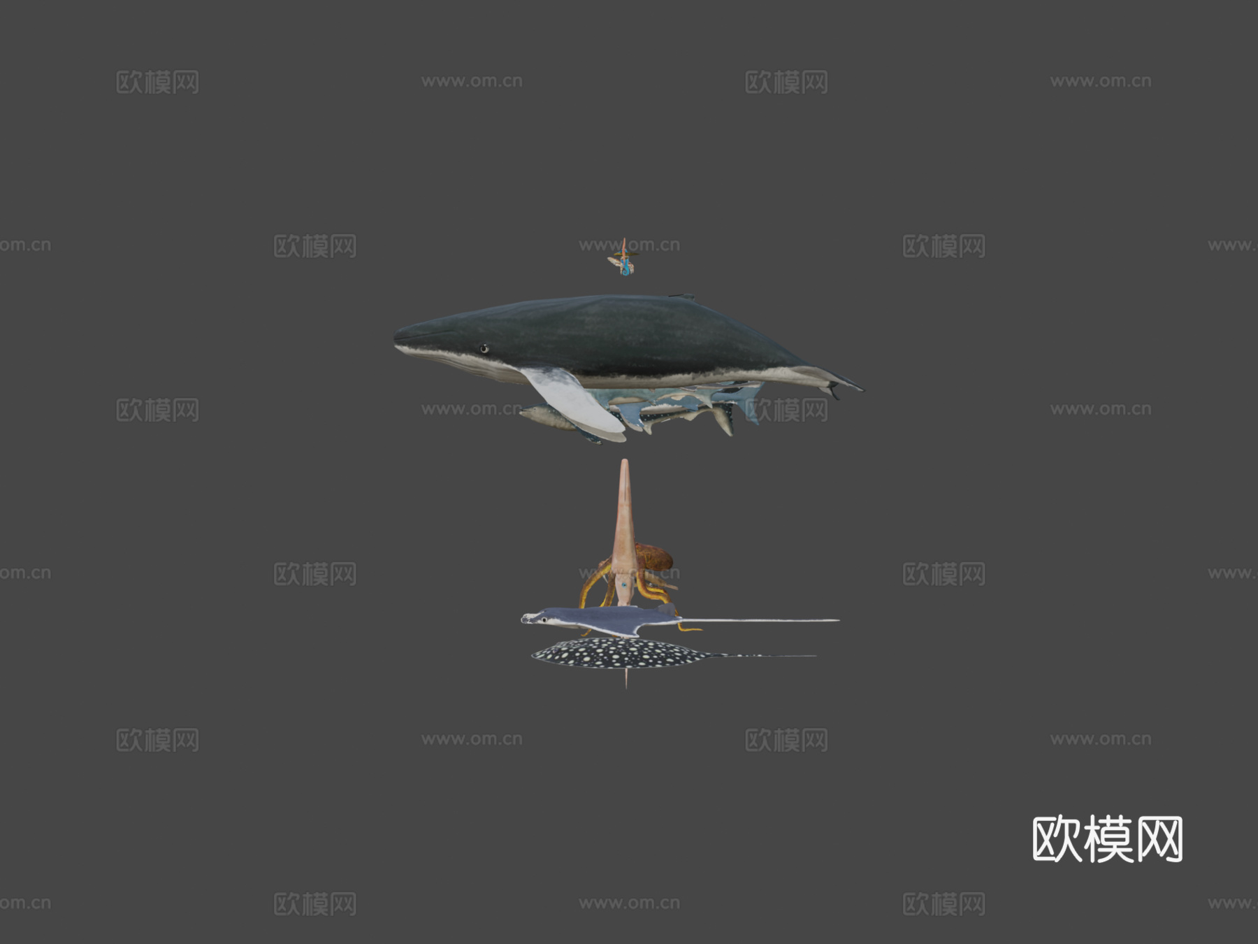 种海洋动物包-低多边形合集3d模型