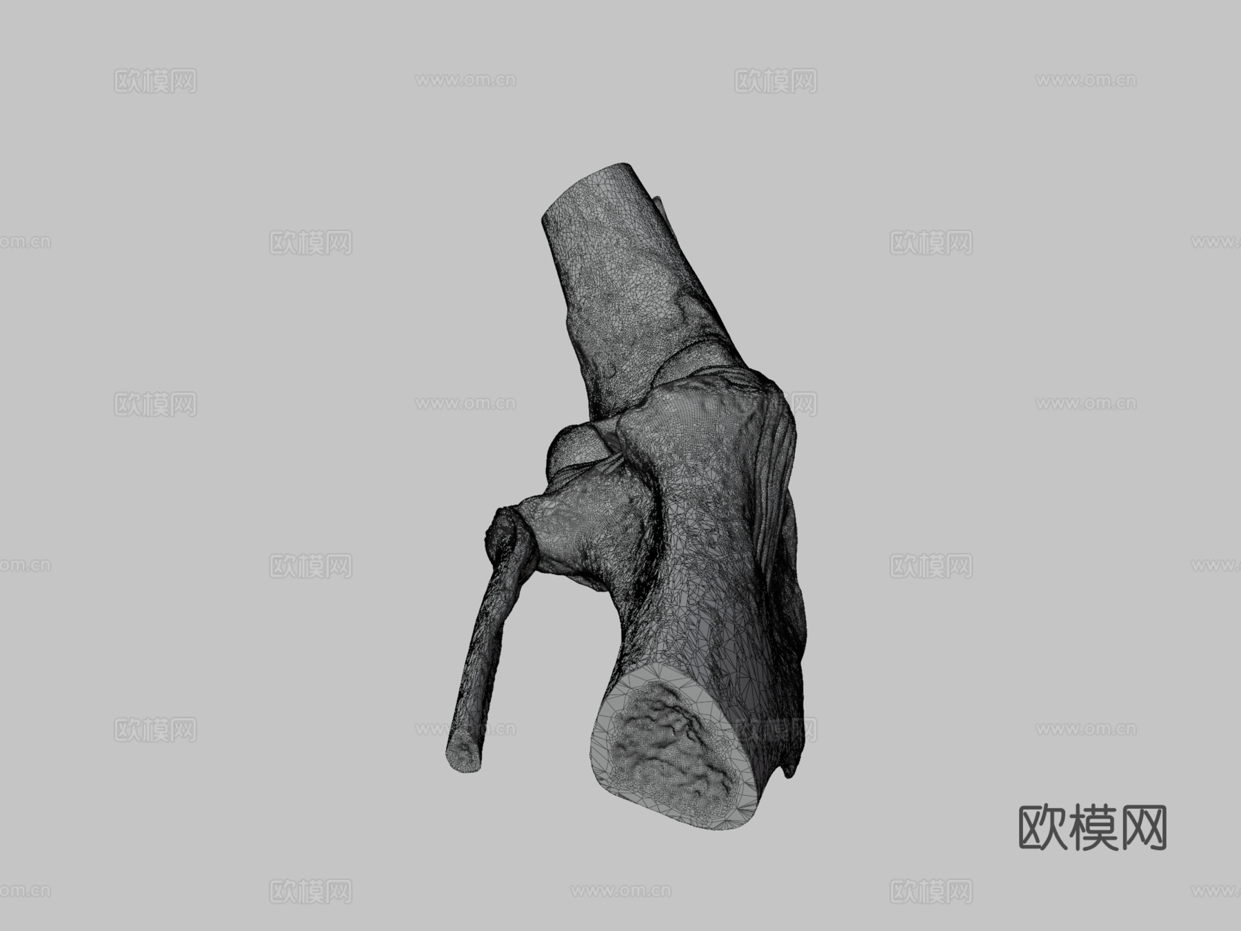犬科动物膝关节解剖3d模型