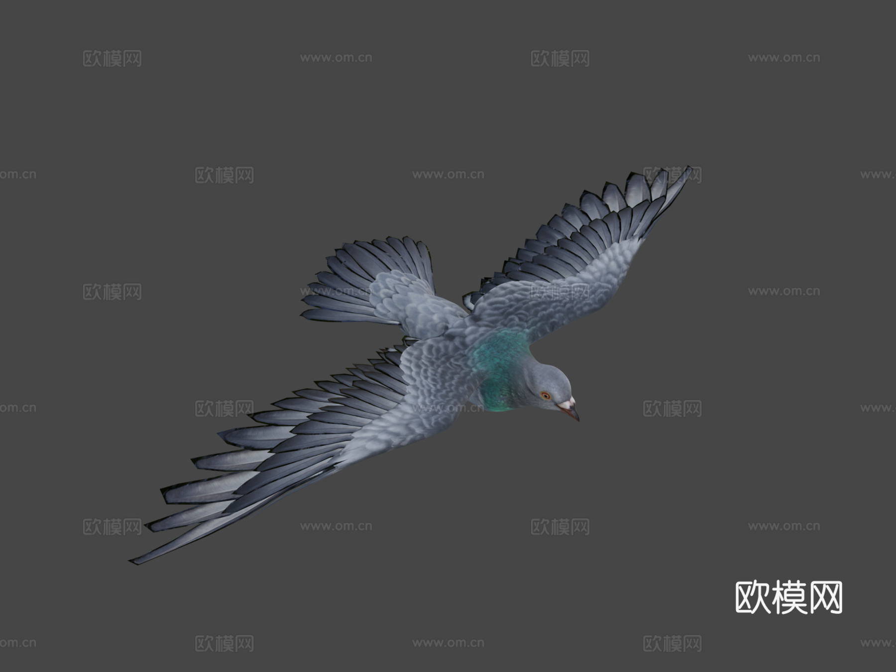 鸽子飞翔3d模型
