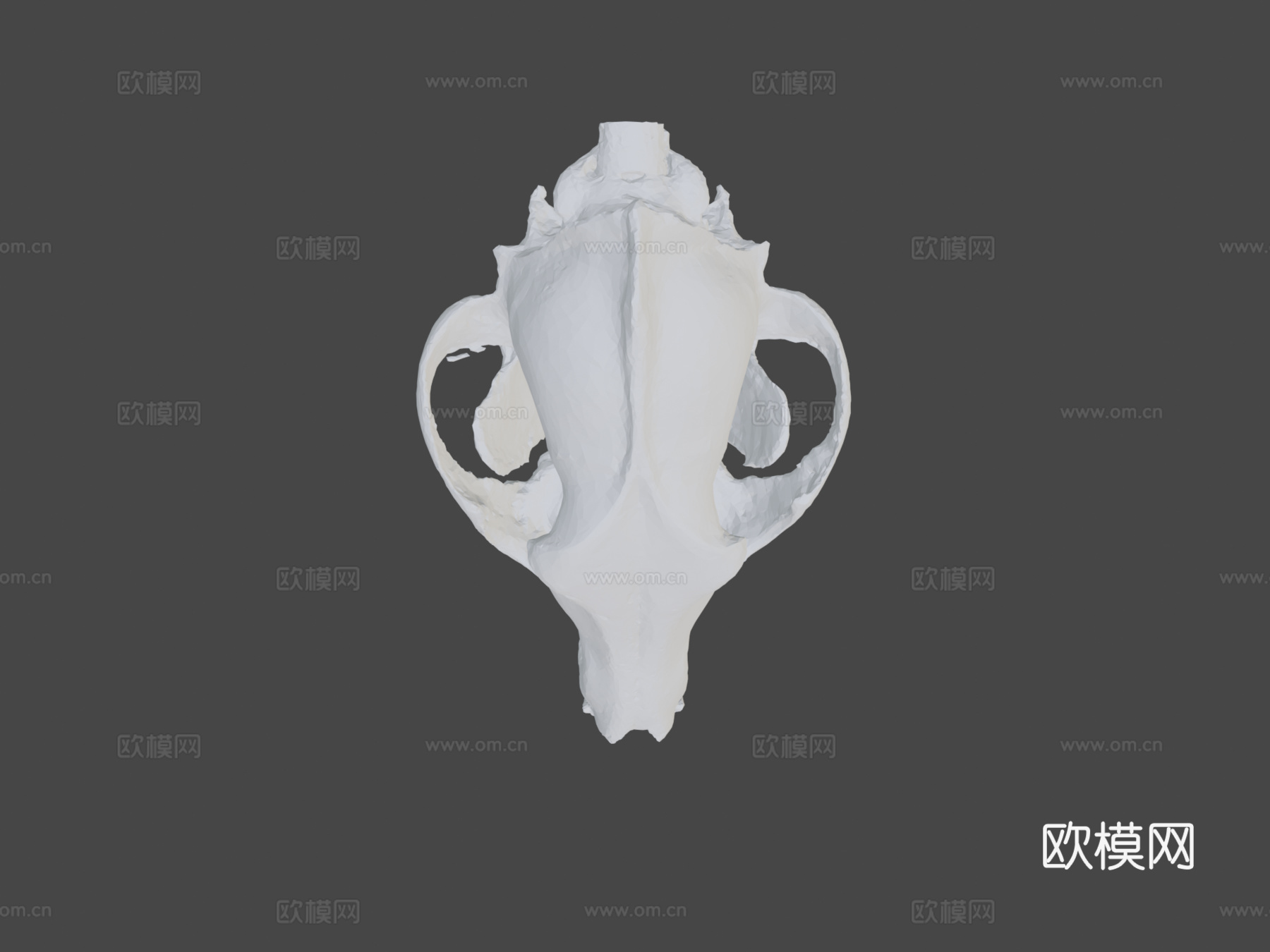 郊狼头骨扫描3d模型