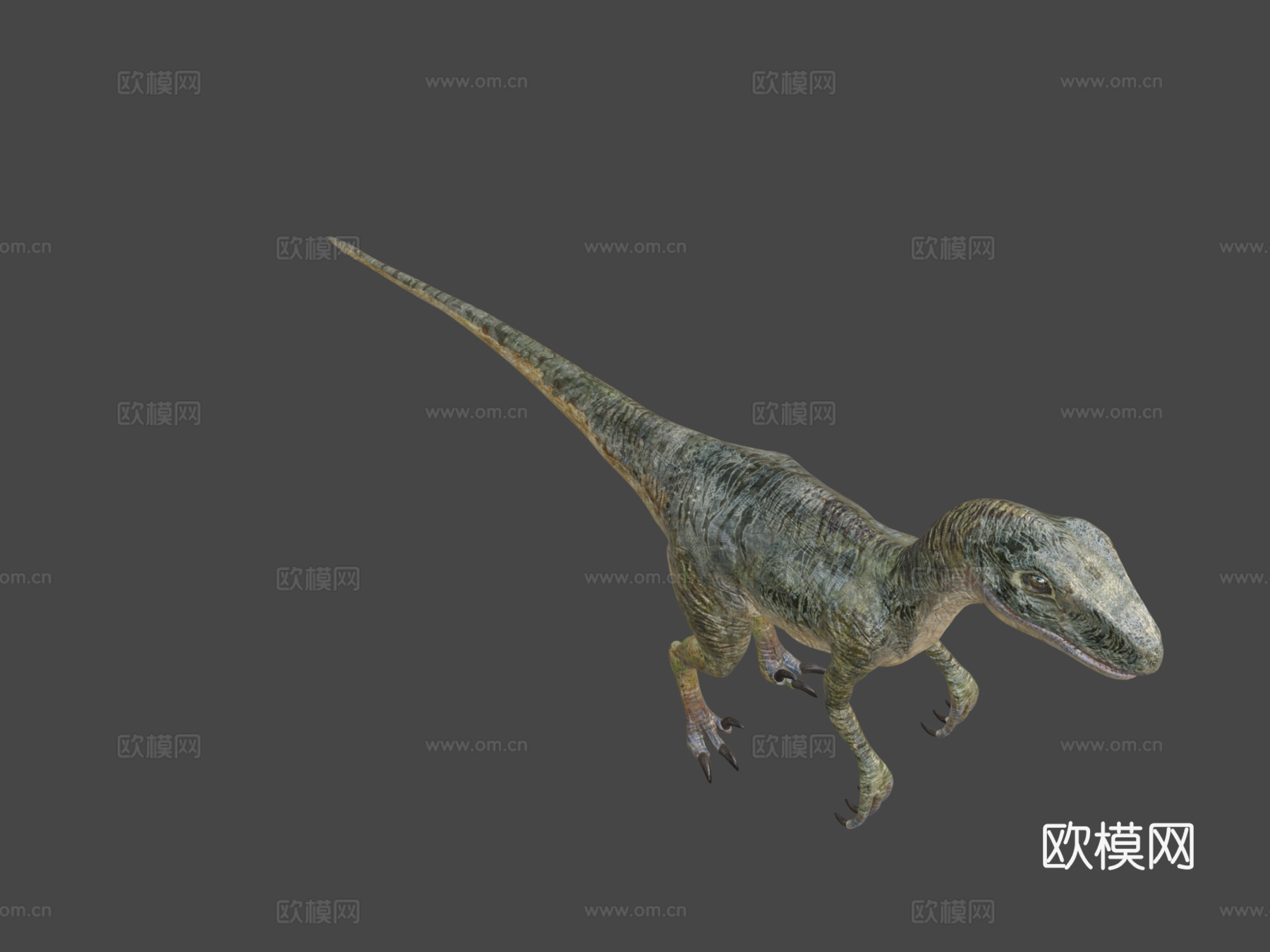 迅猛龙绑定3D模型3d模型