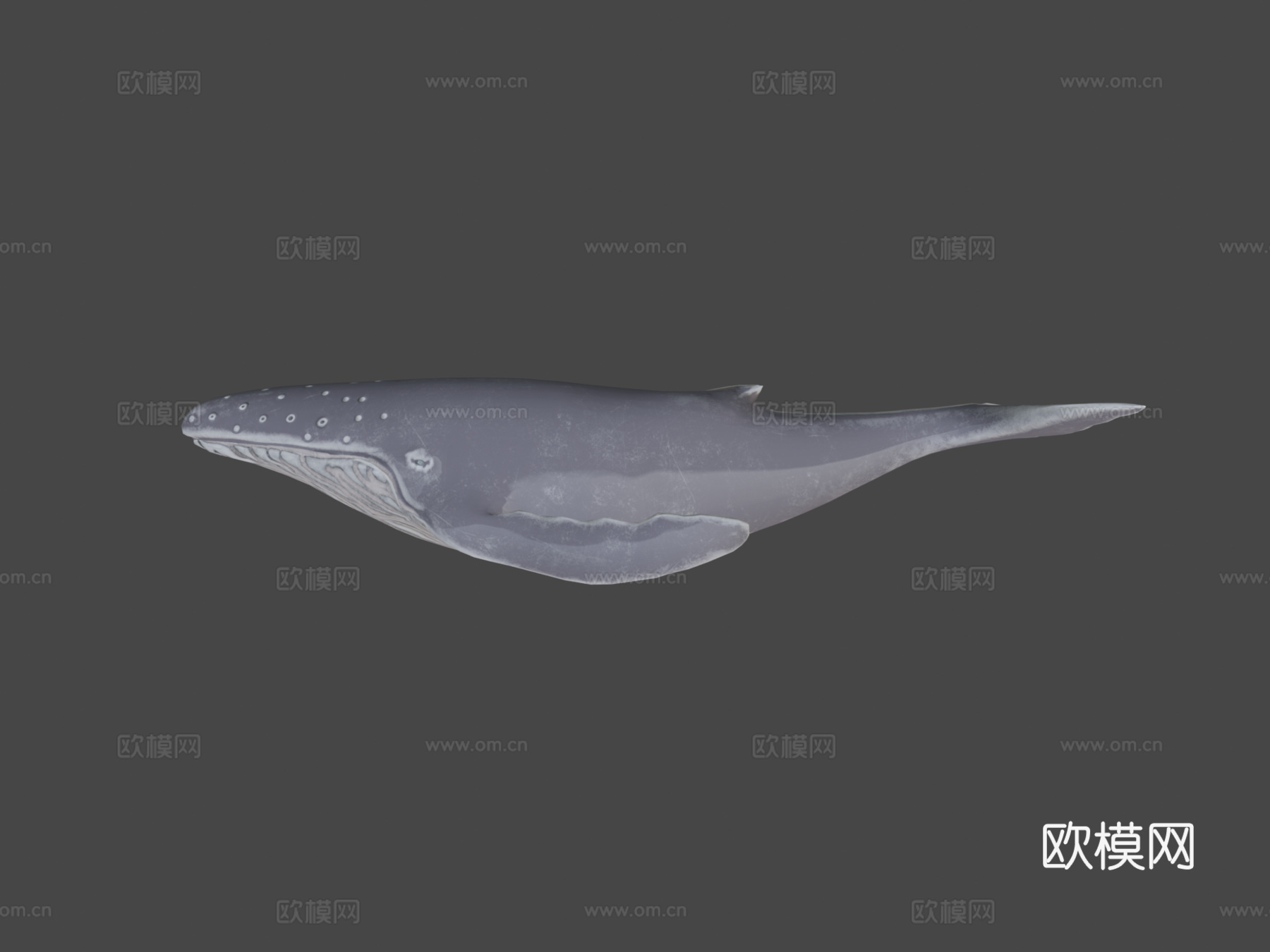 座头鲸3d模型