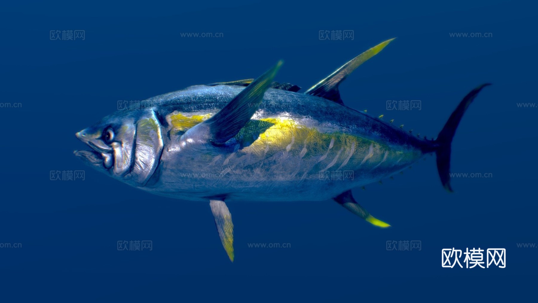 黄鳍金枪鱼3d模型