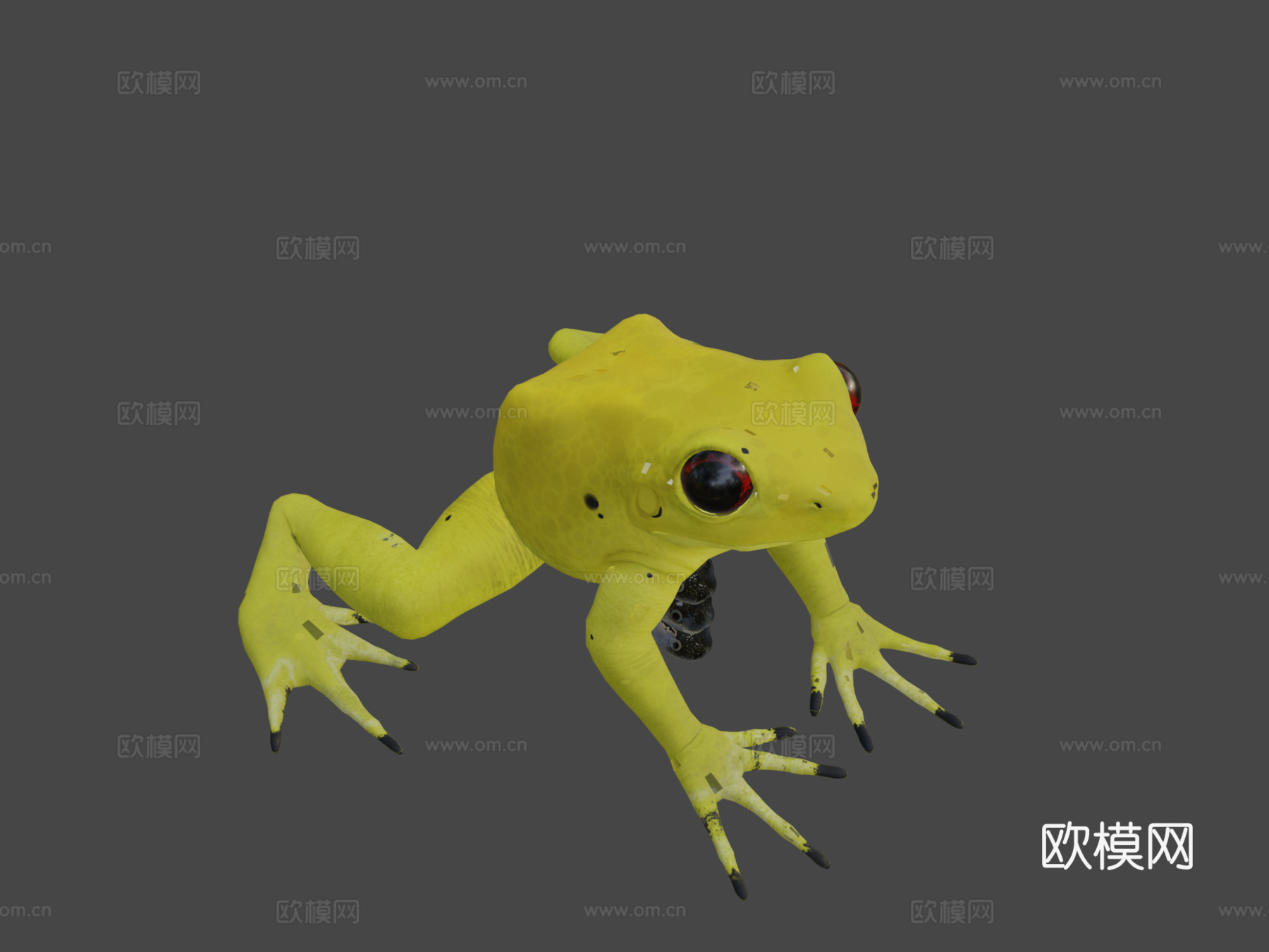 金色箭毒蛙3d模型