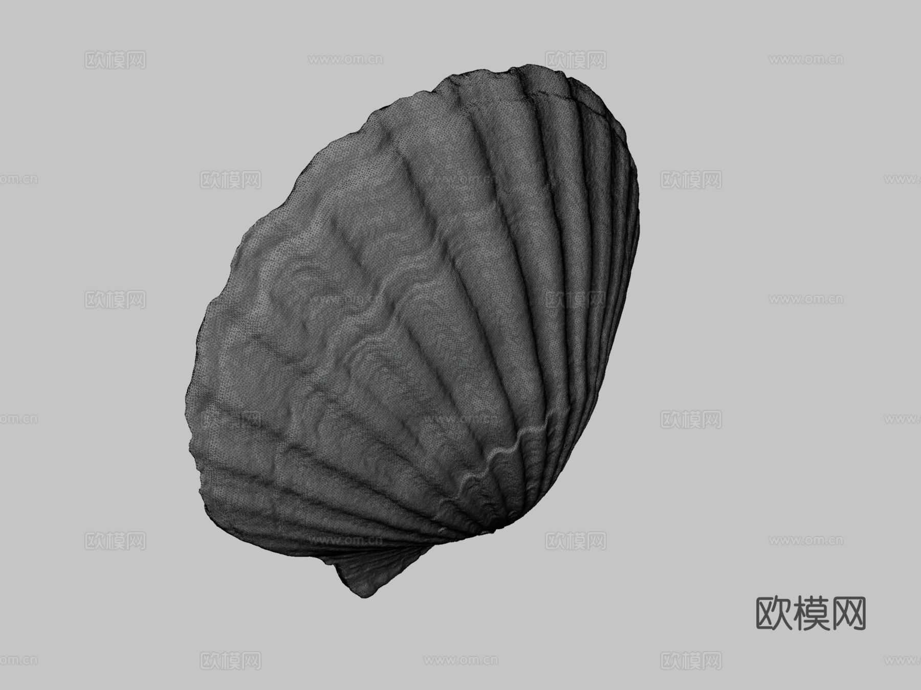 扇贝壳3d模型