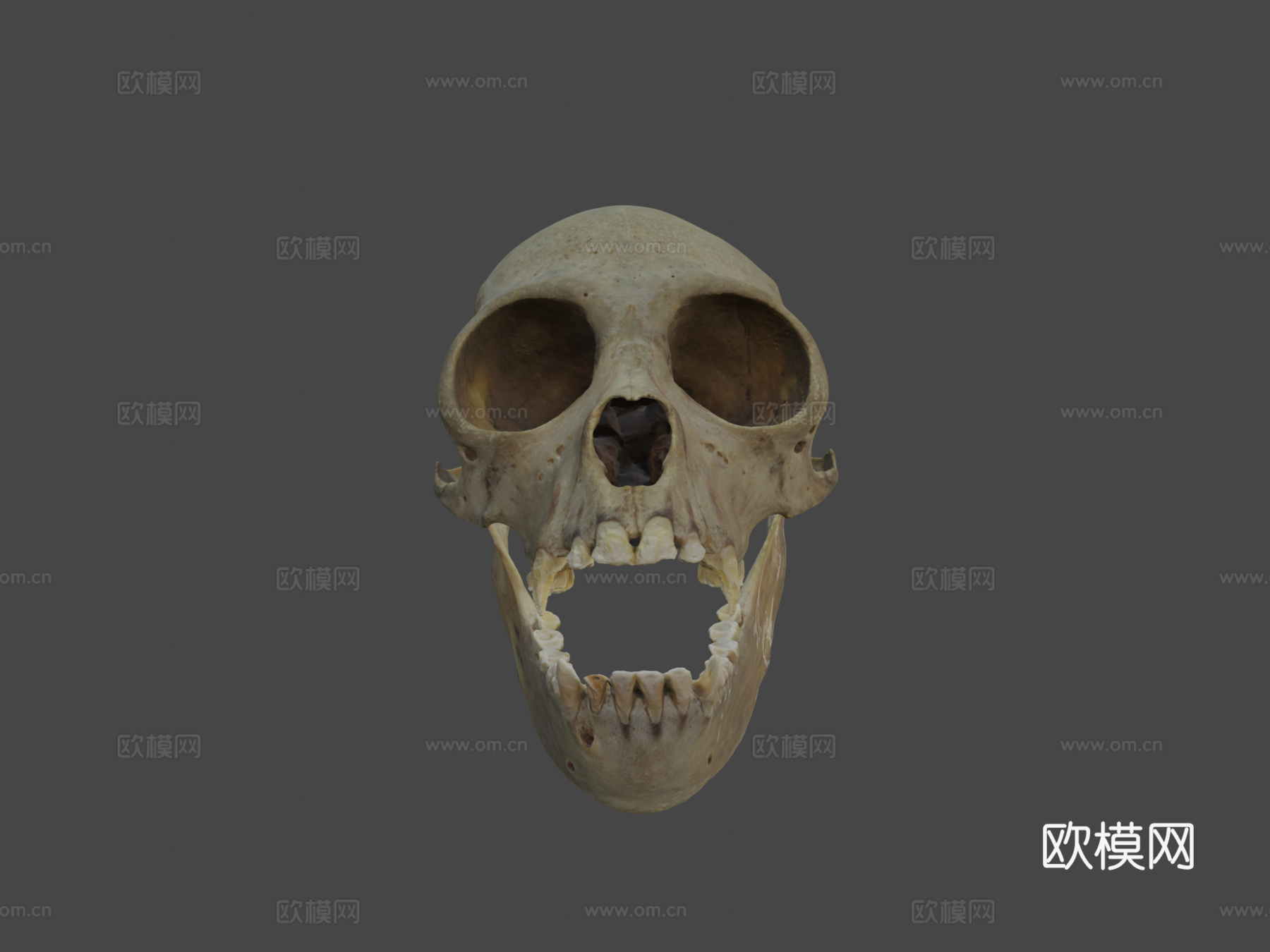 白腹蜘蛛猴头骨与下颌骨3d模型3d模型
