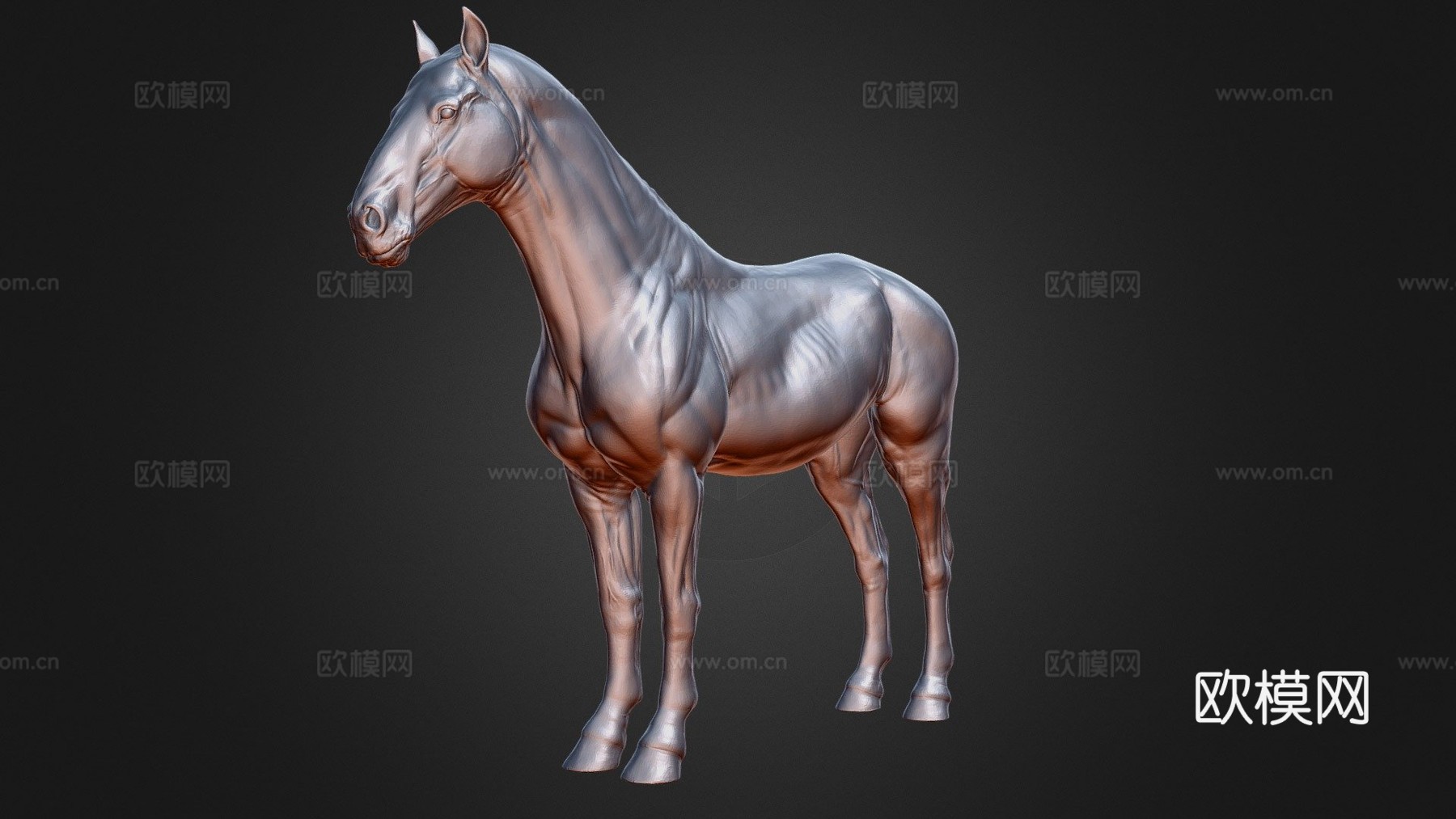 马解剖皮肤高多边形模型3d模型
