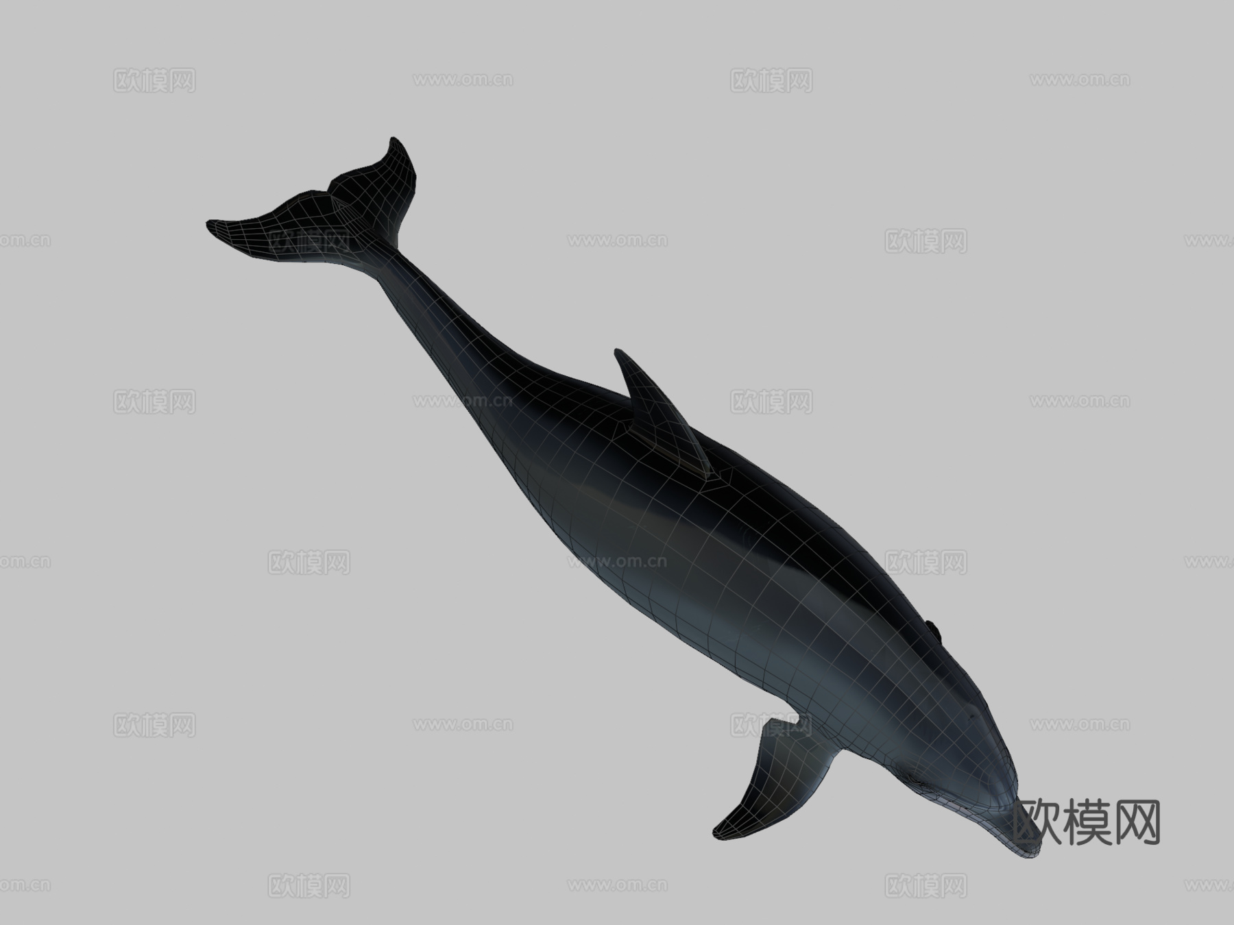宽吻海豚3d模型