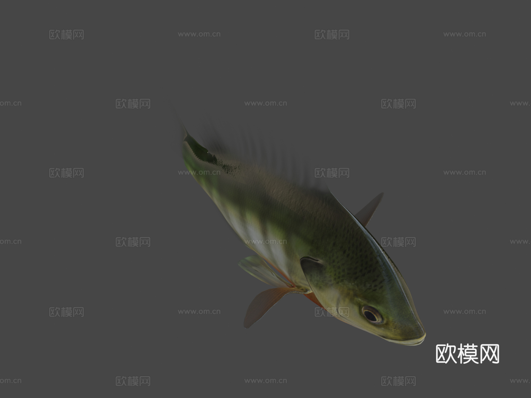 A型-蓝鳃太阳鱼3d模型