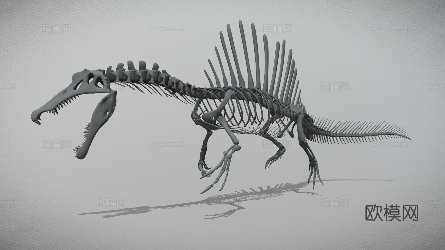 棘龙骨架3d模型