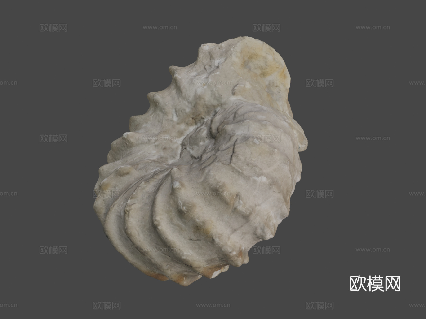 罗托马根刺角菊石3d模型