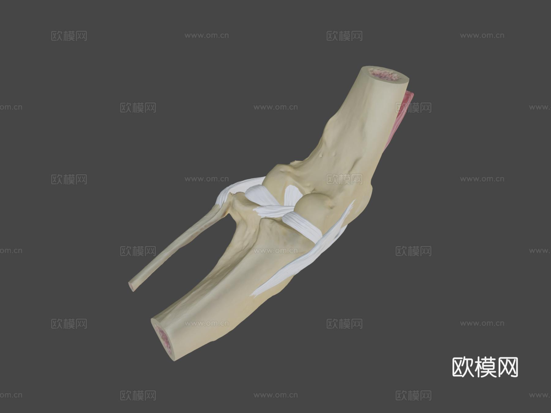 犬科动物膝关节解剖3d模型