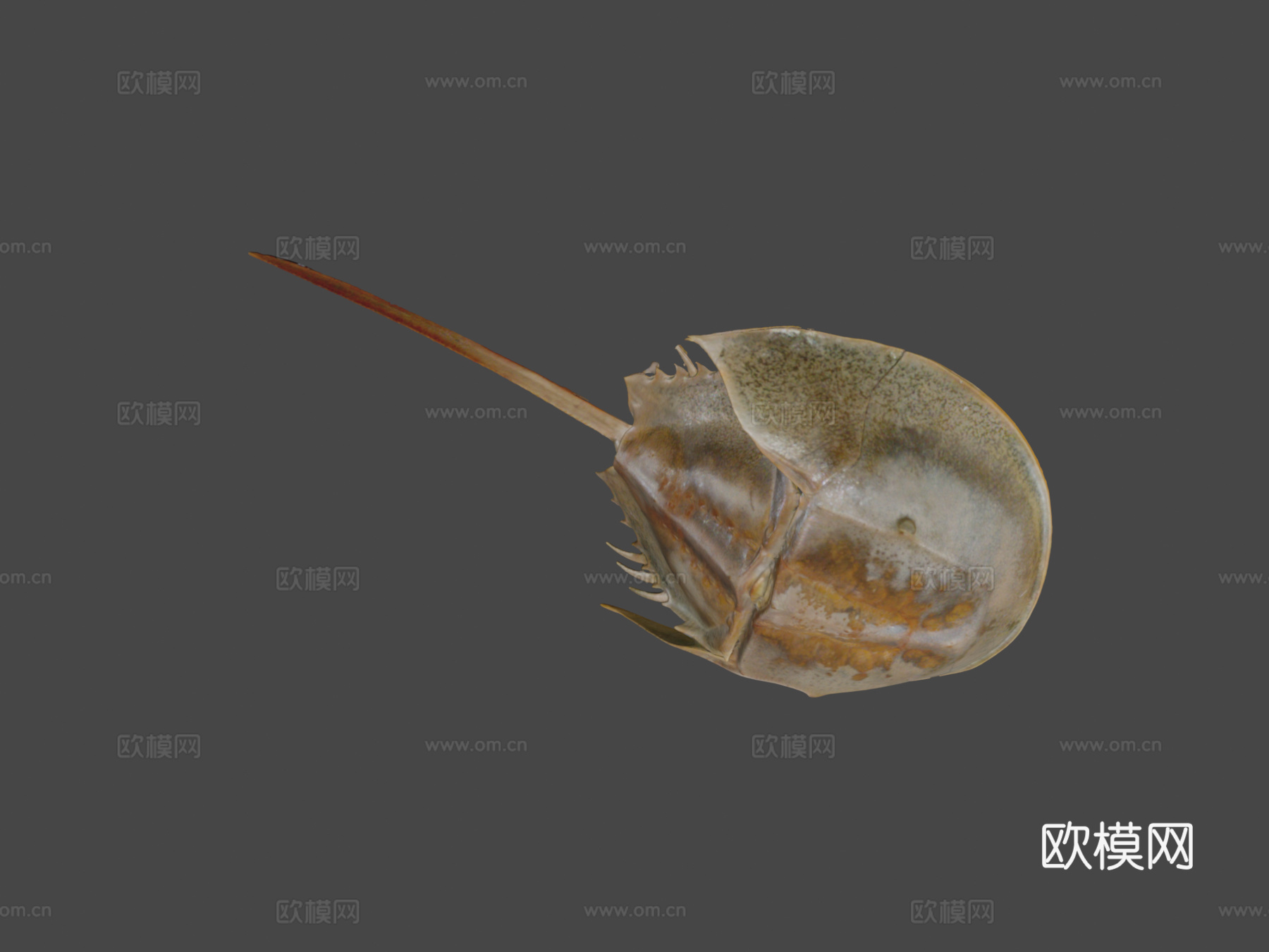 美洲鲎3d模型