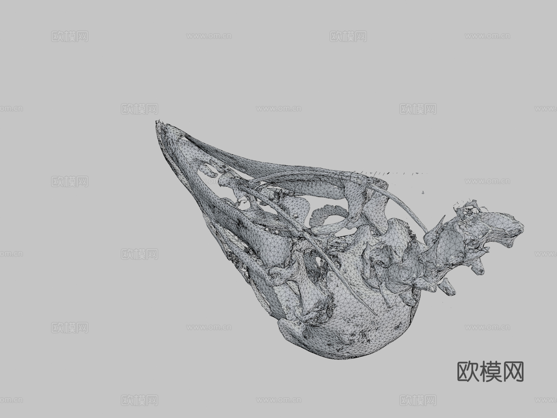 黑秃鹫头骨3d模型