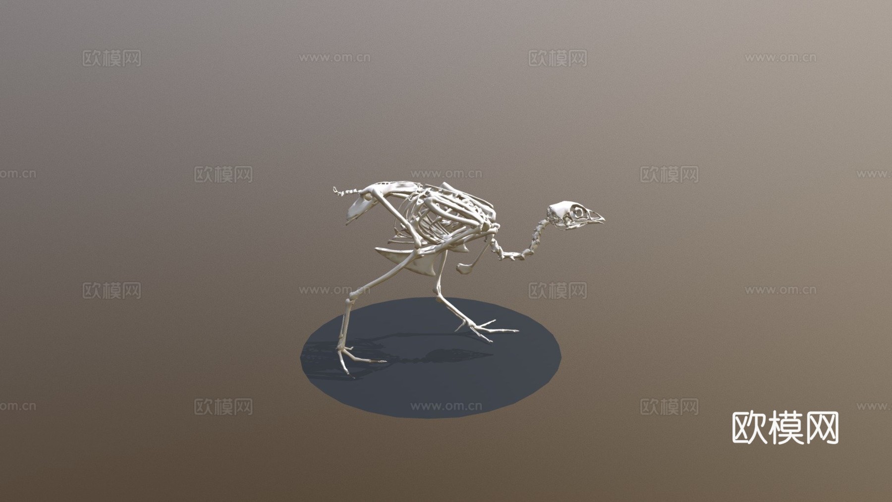 行走鹌鹑骨架3d模型