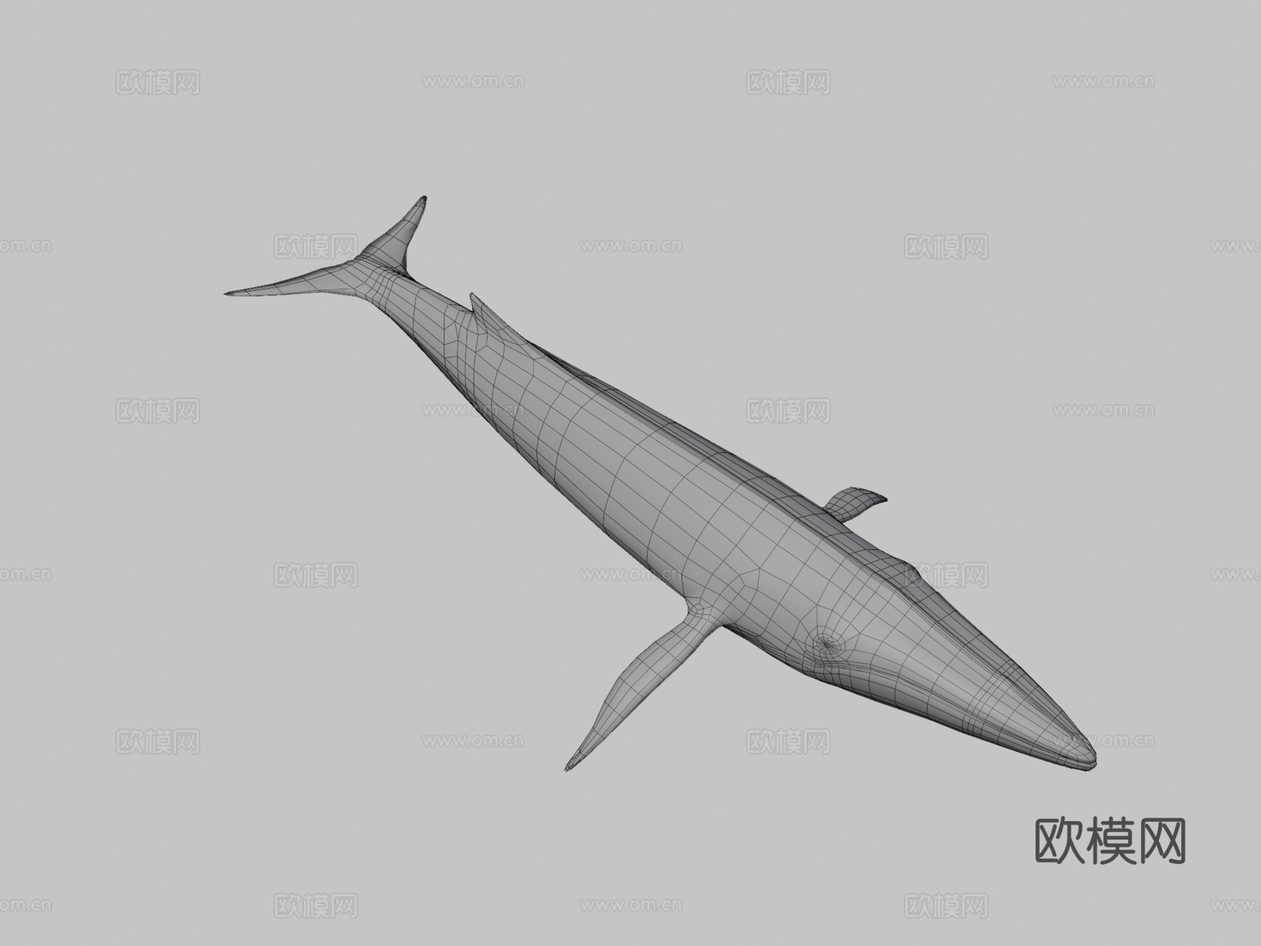 长须鲸3d模型