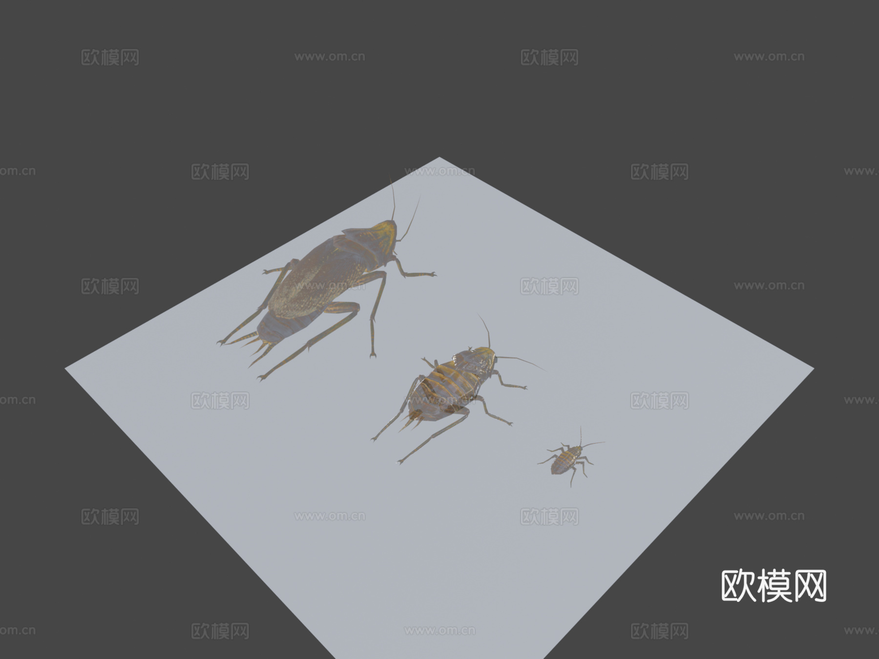 辐射再造-辐射蟑螂生命周期3d模型