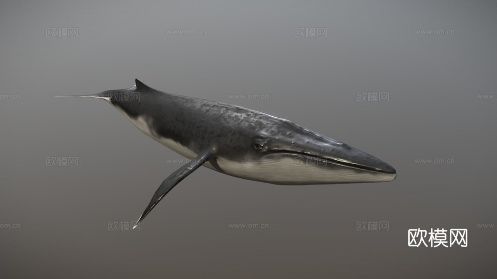 长须鲸3d模型