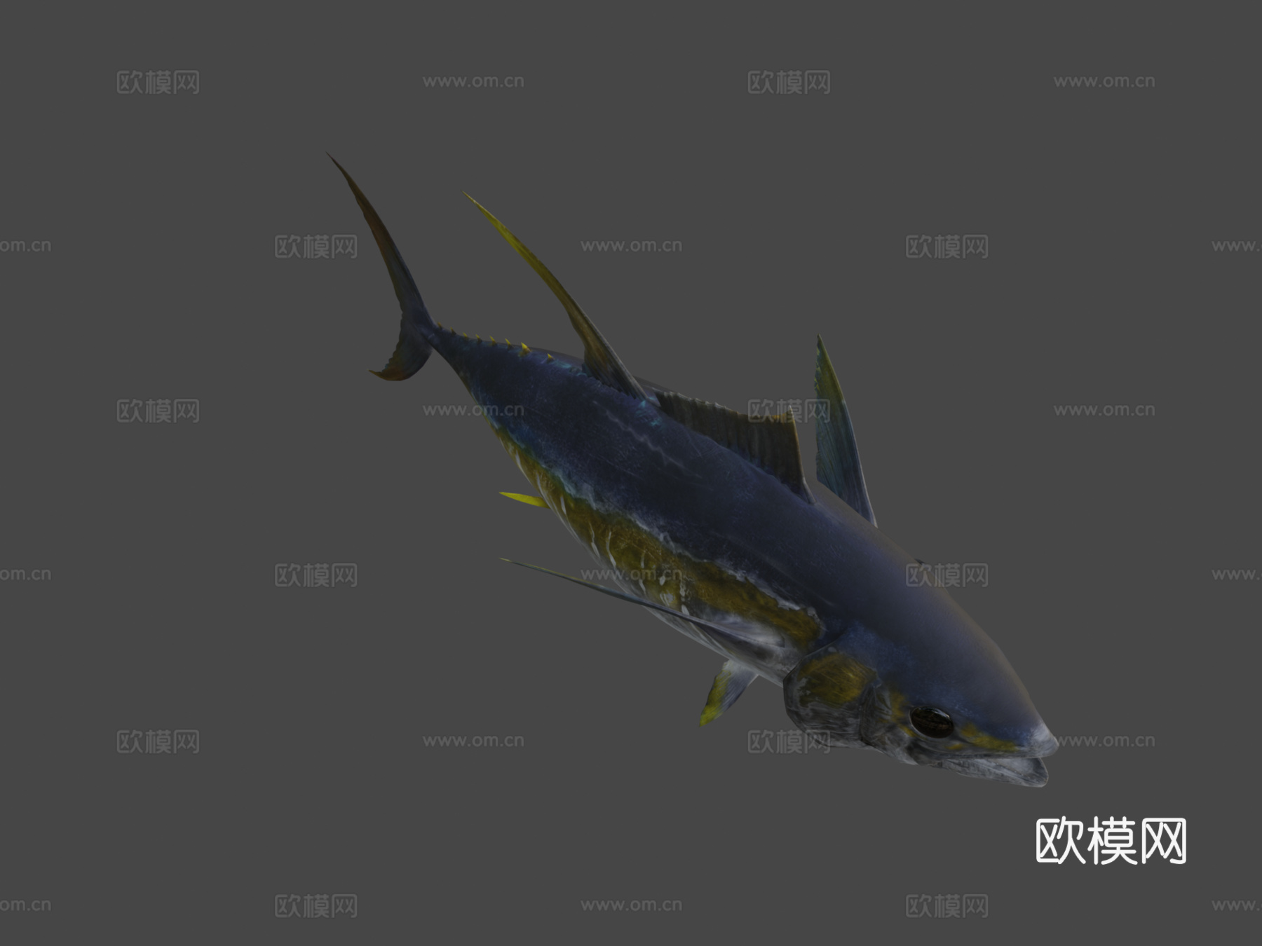 黄鳍金枪鱼3d模型