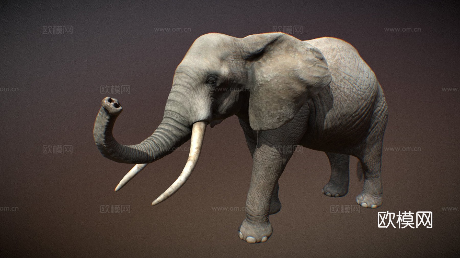 动物界-非洲象3d模型