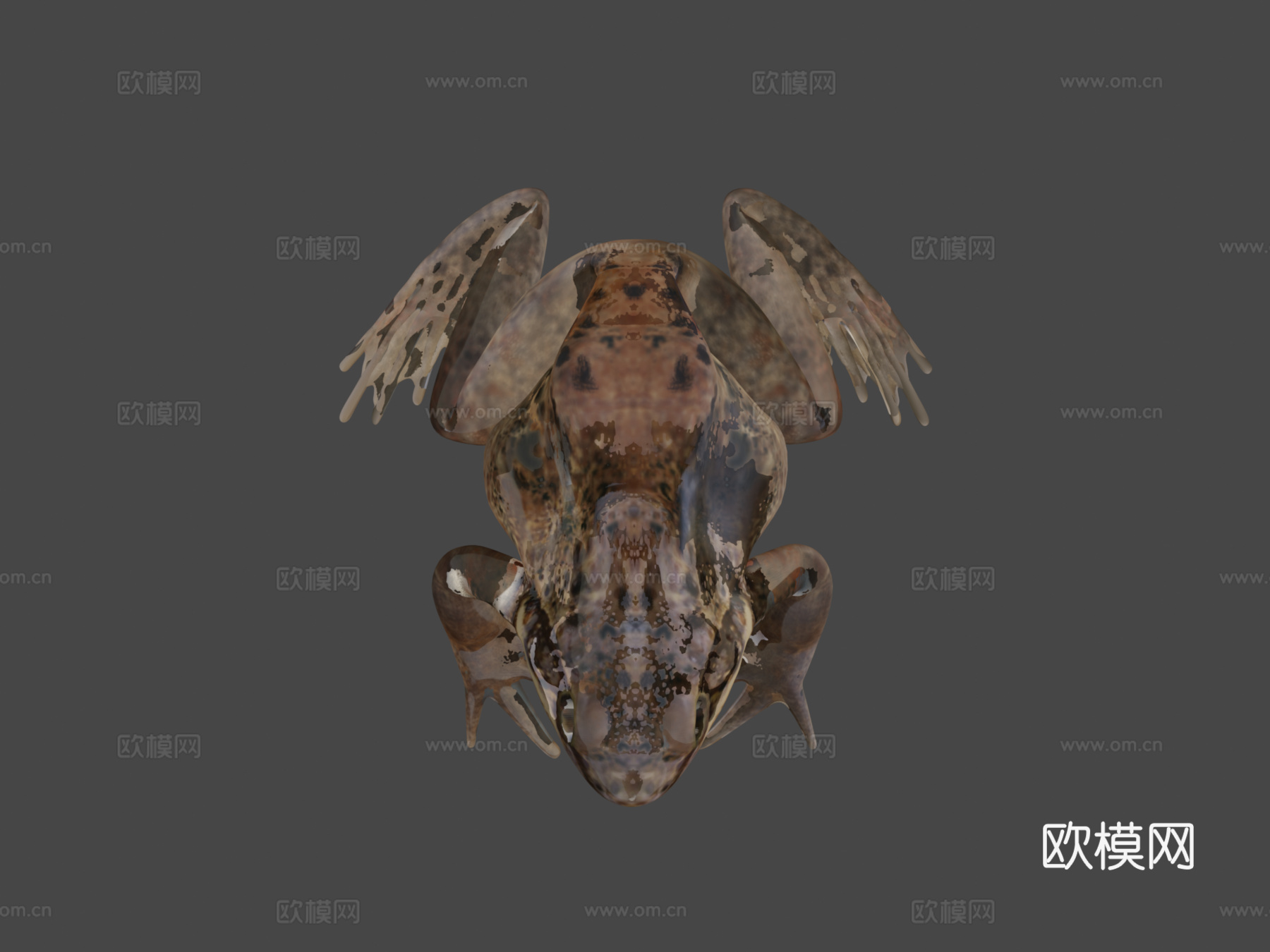 普通青蛙姿势制作中3d模型