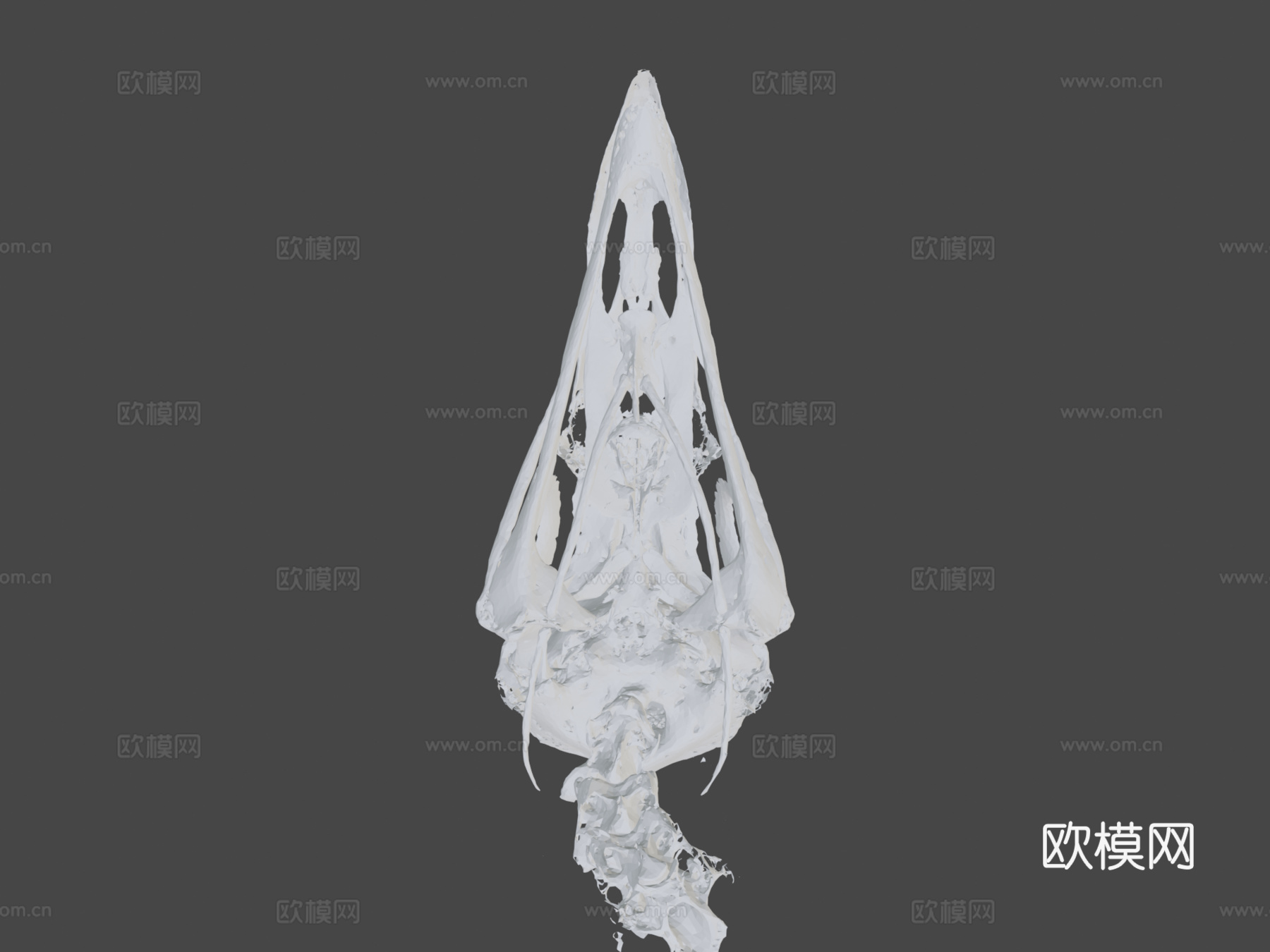 黑秃鹫头骨3d模型
