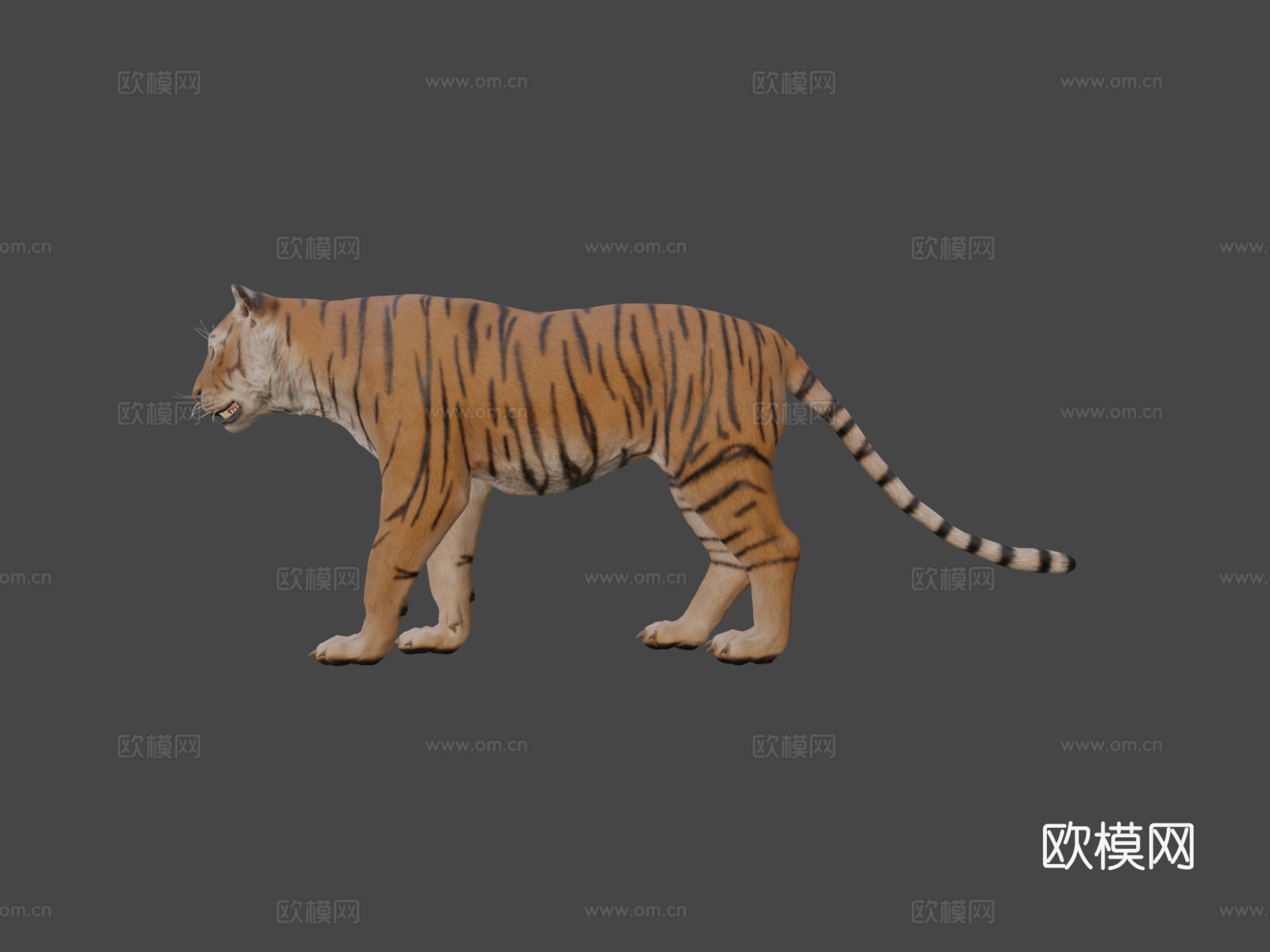老虎3d模型