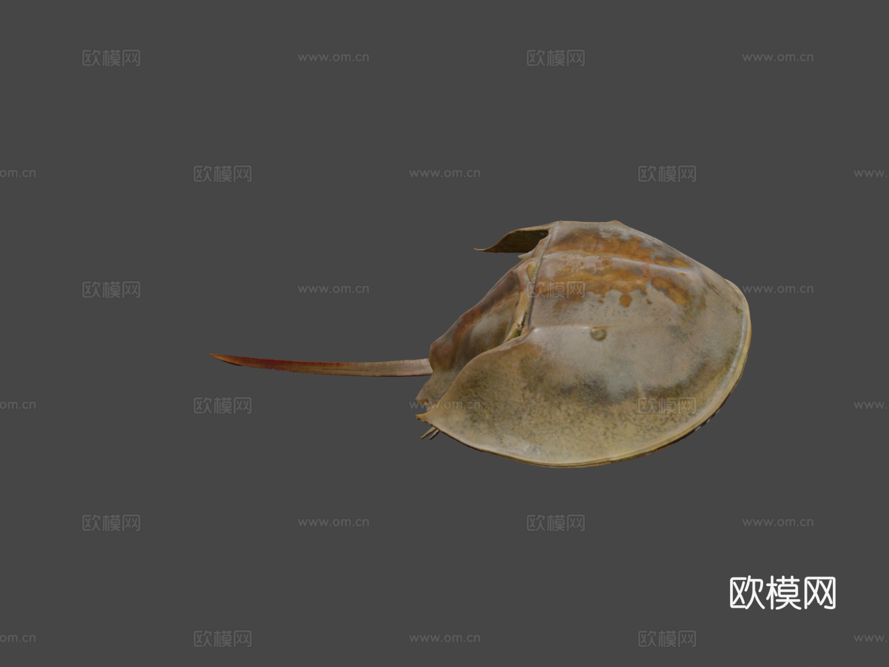 美洲鲎3d模型