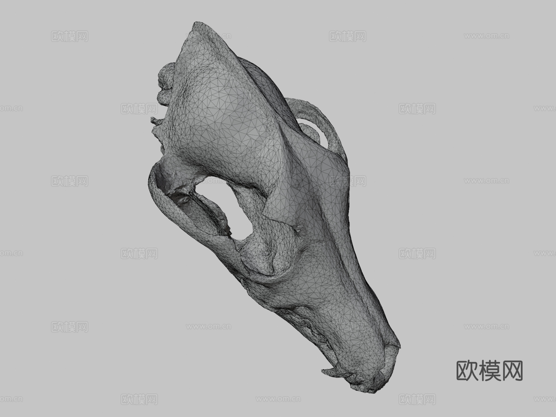郊狼头骨扫描3d模型