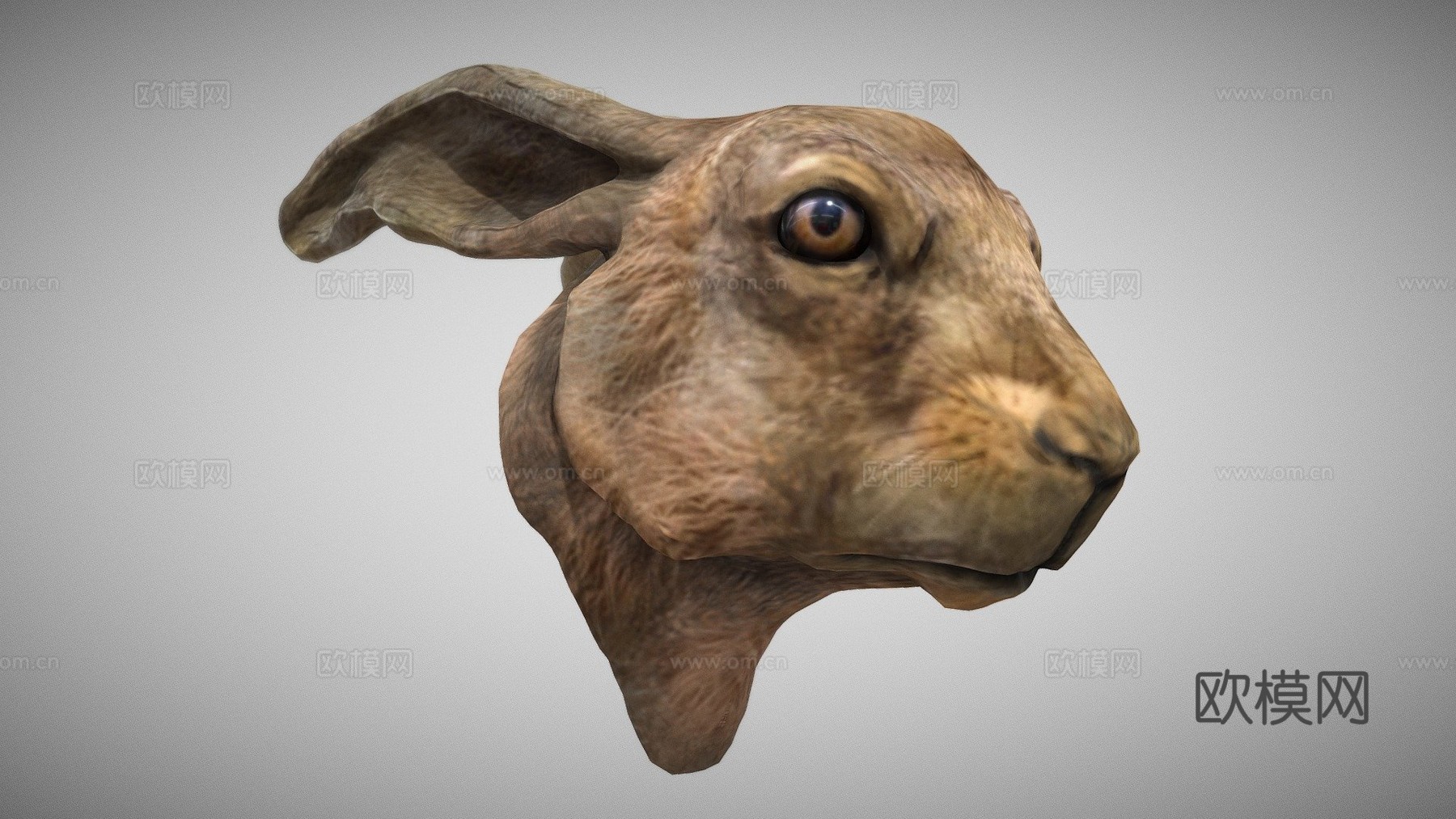 欧洲野兔3d模型