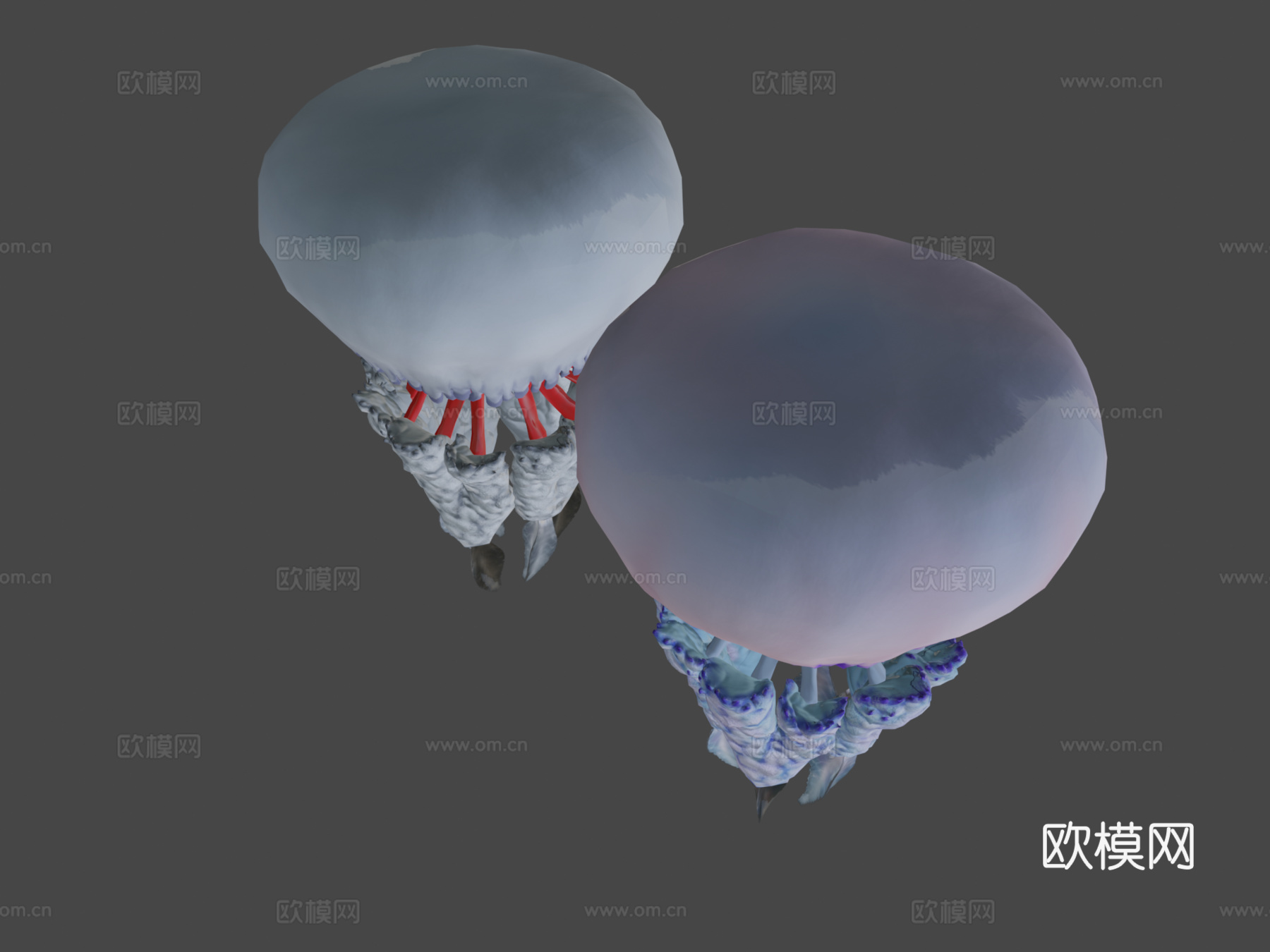 水母根口水母3d模型