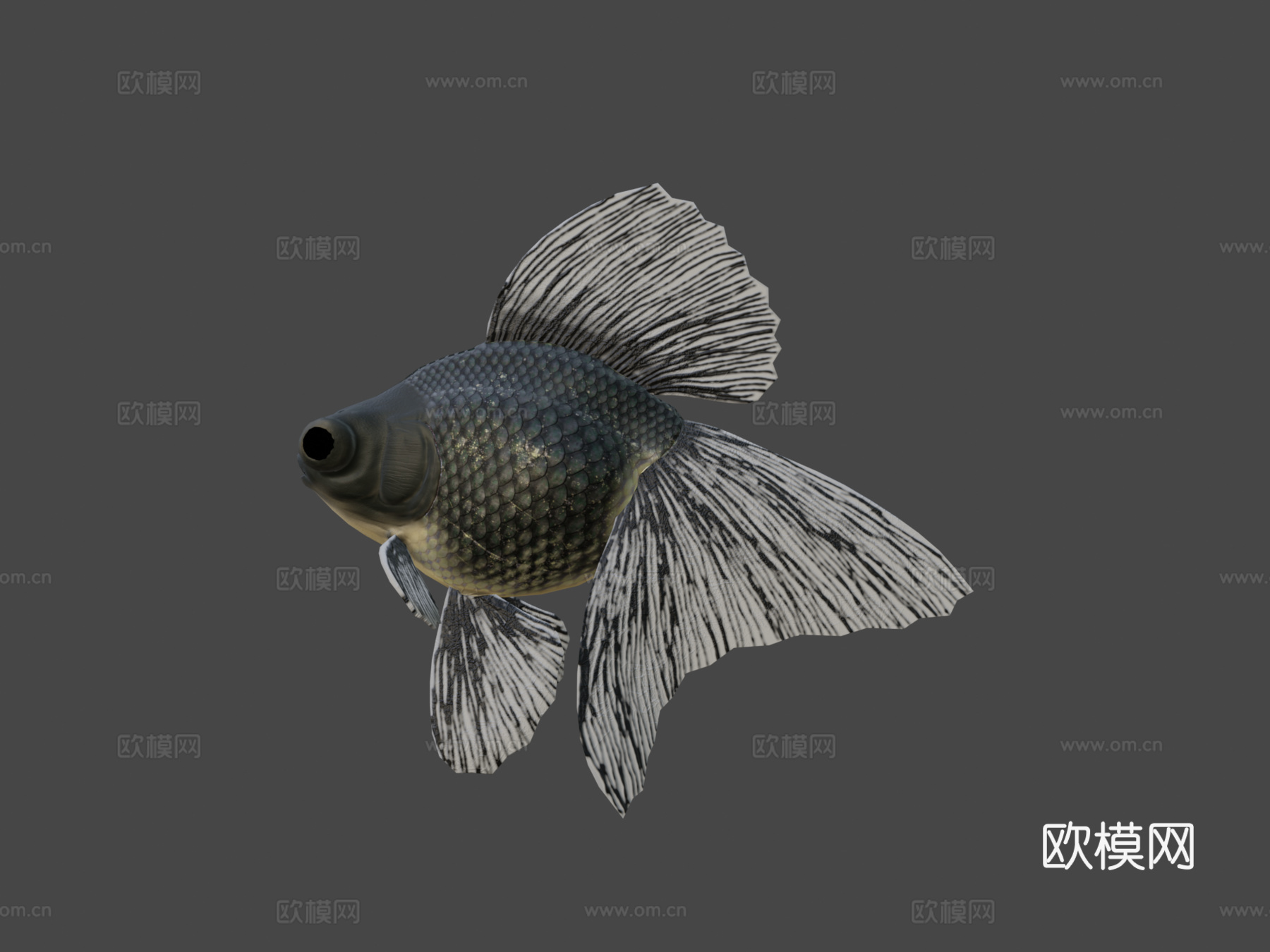 宽尾沼金鱼3d模型