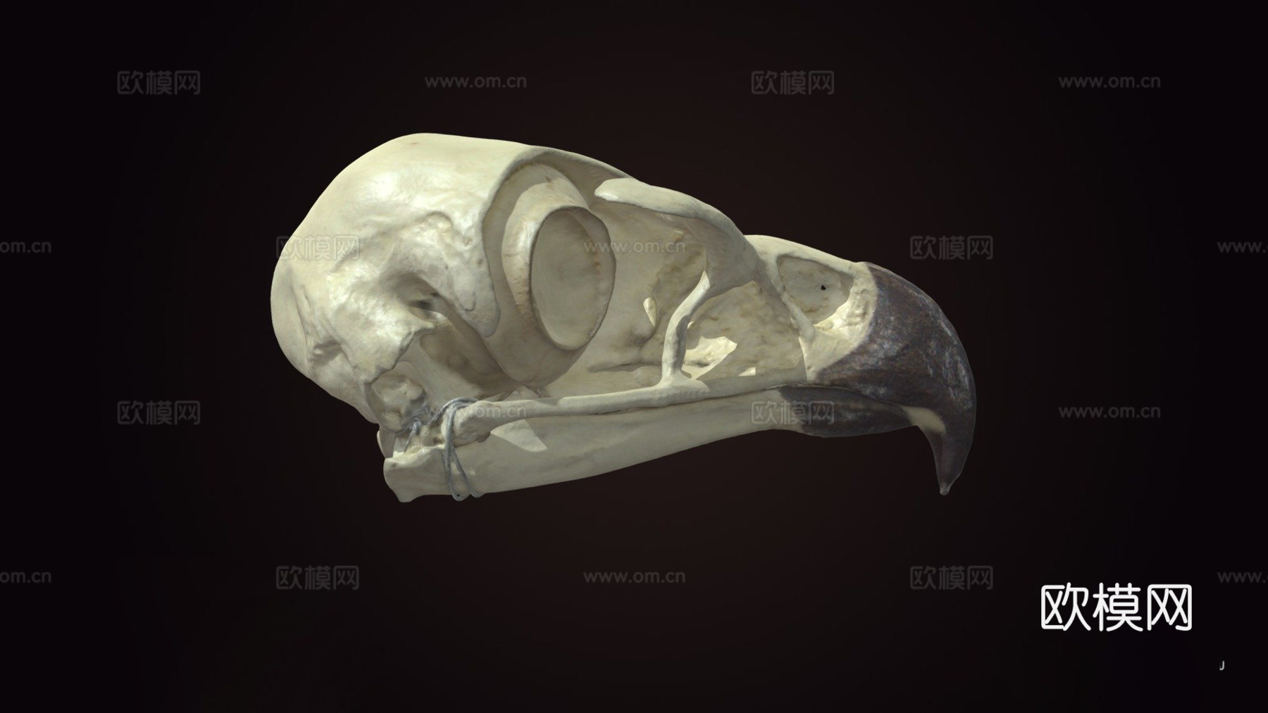 金雕头骨3d模型