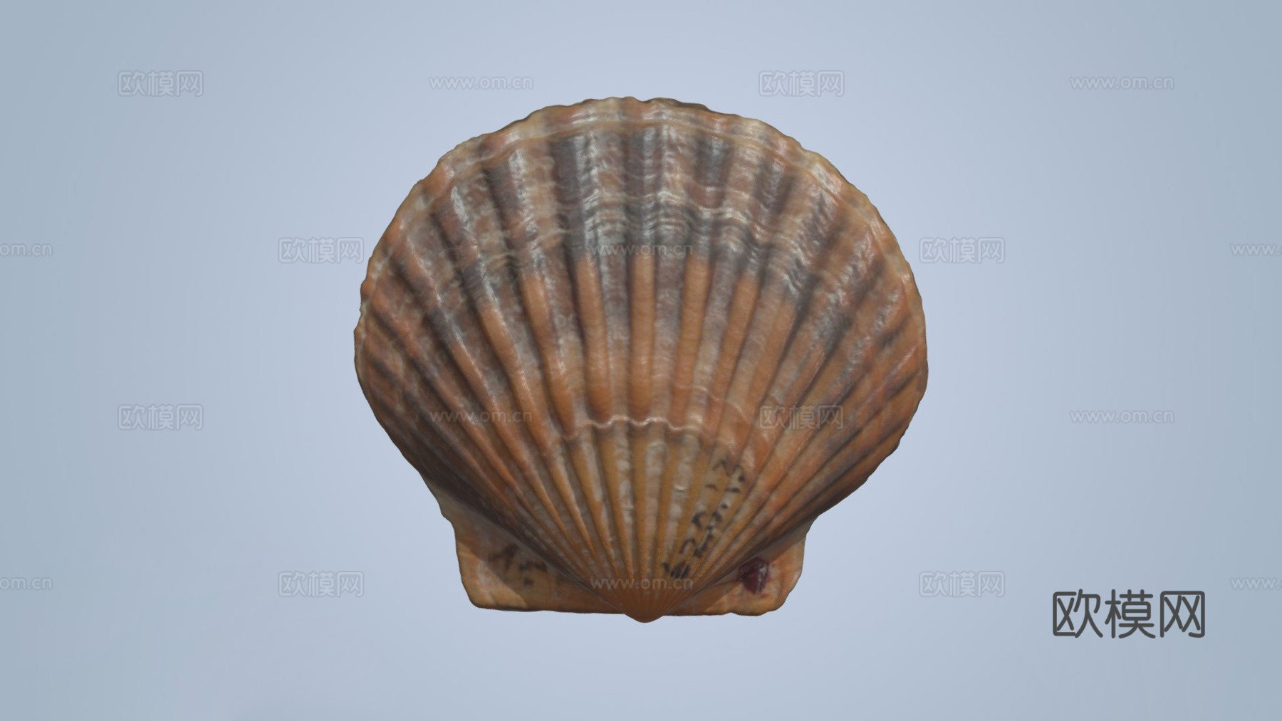 扇贝壳3d模型