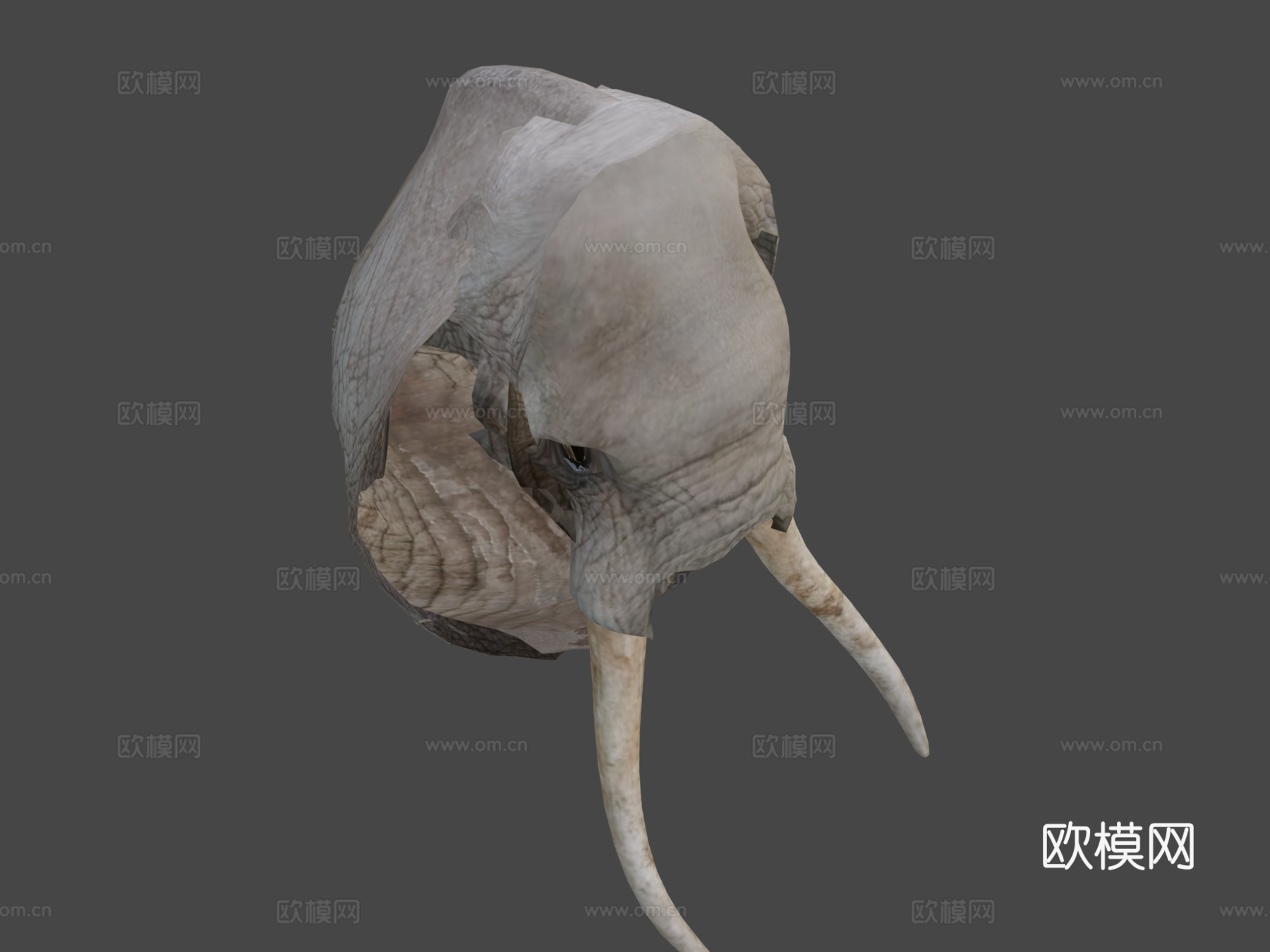 动物界-非洲象3d模型