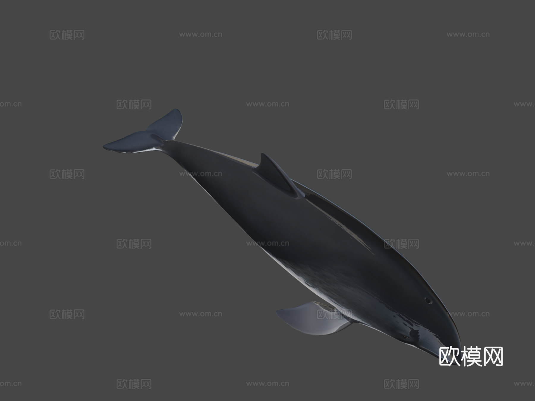 尼斯(港湾鼠海豚)-港湾鼠海豚3d模型