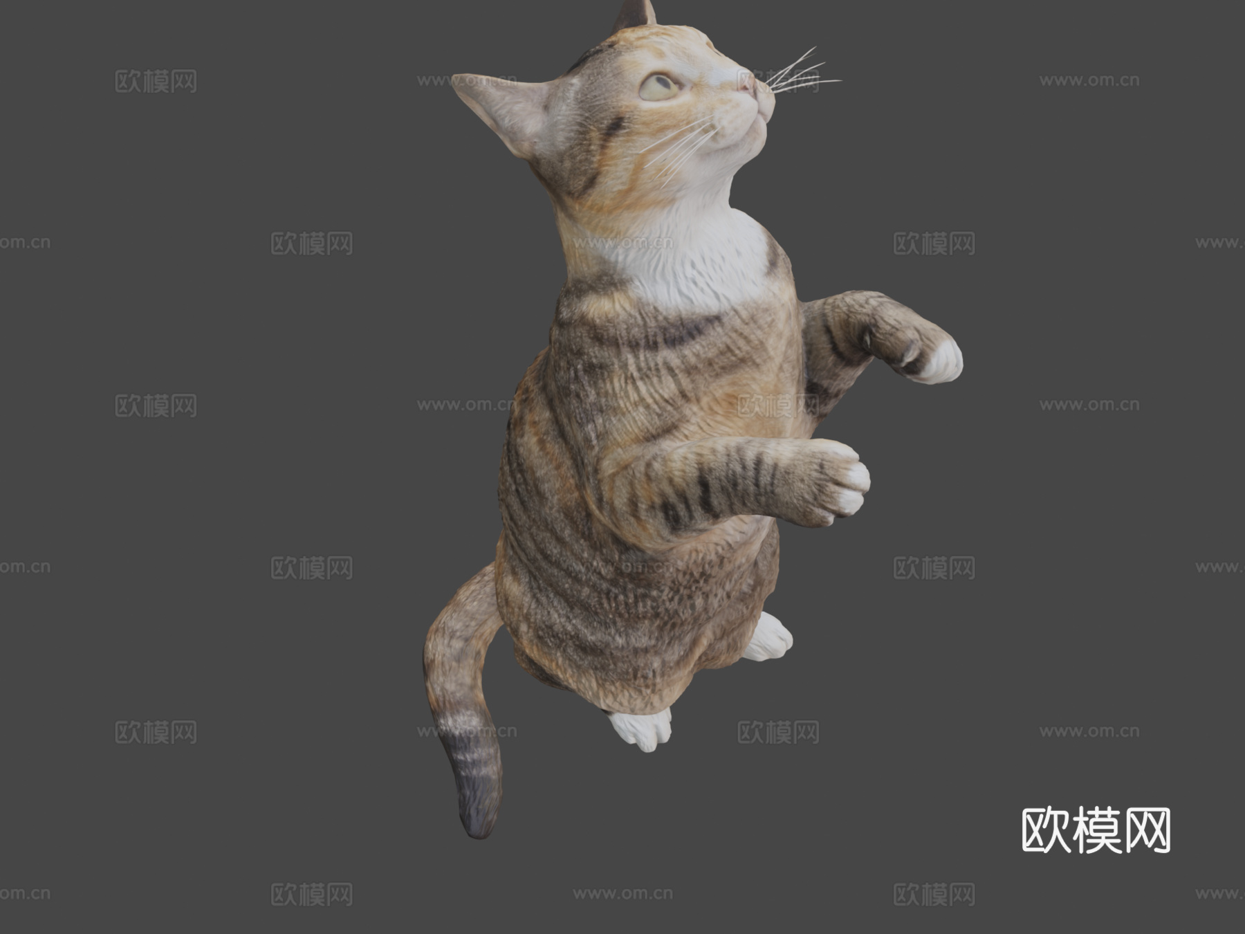 三花猫103d模型