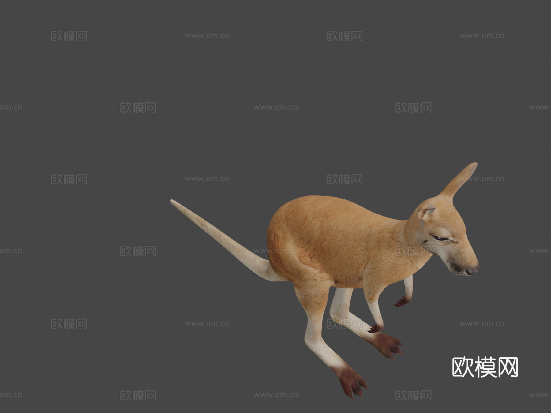 袋鼠3d模型