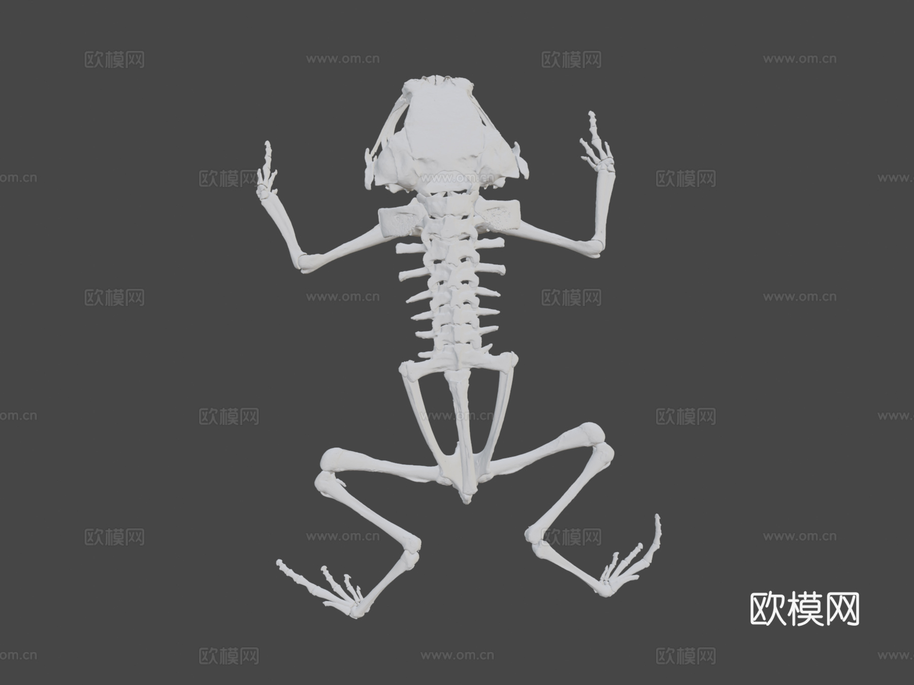 白线短头蟾3d模型