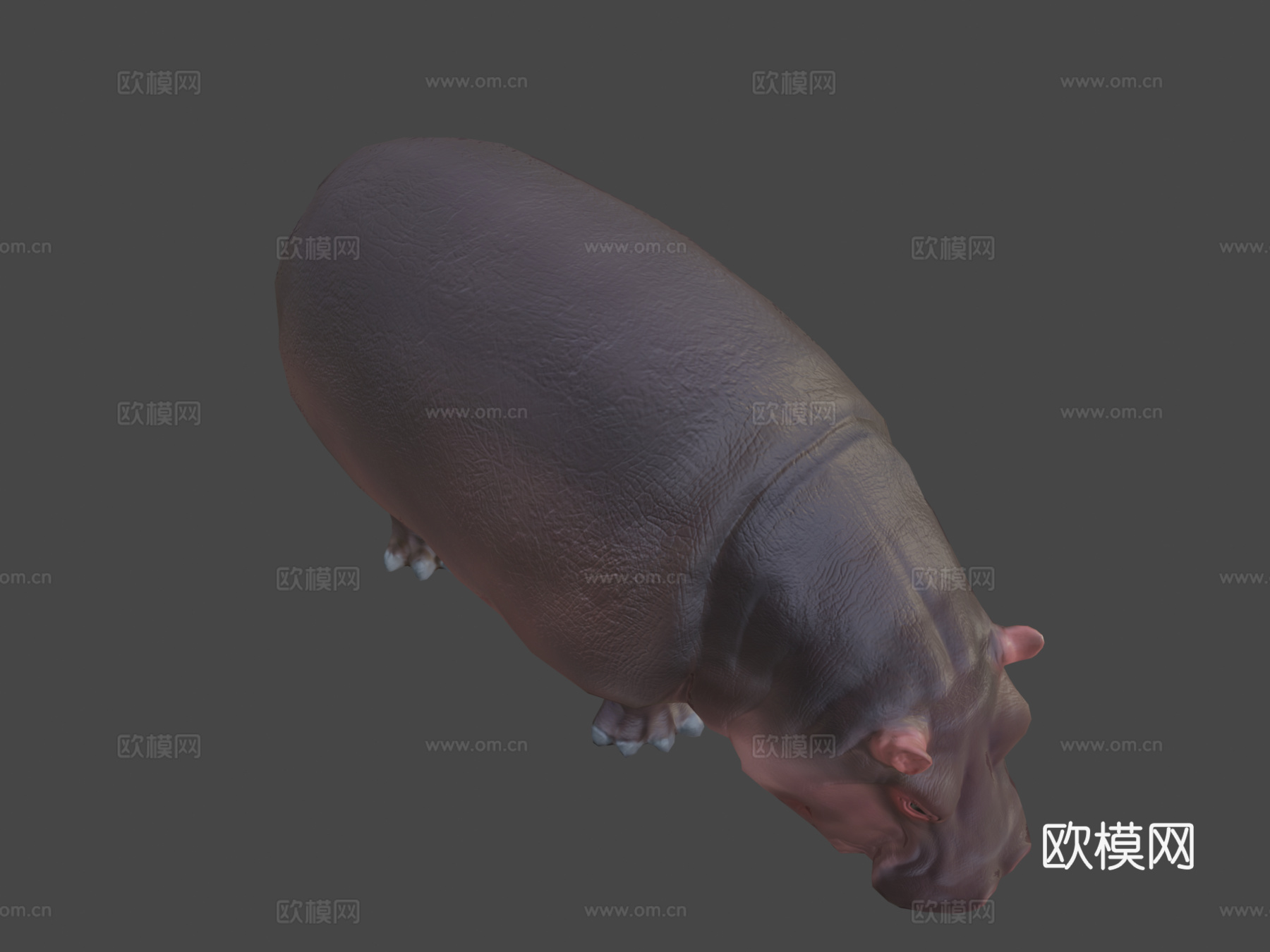 河马3d模型