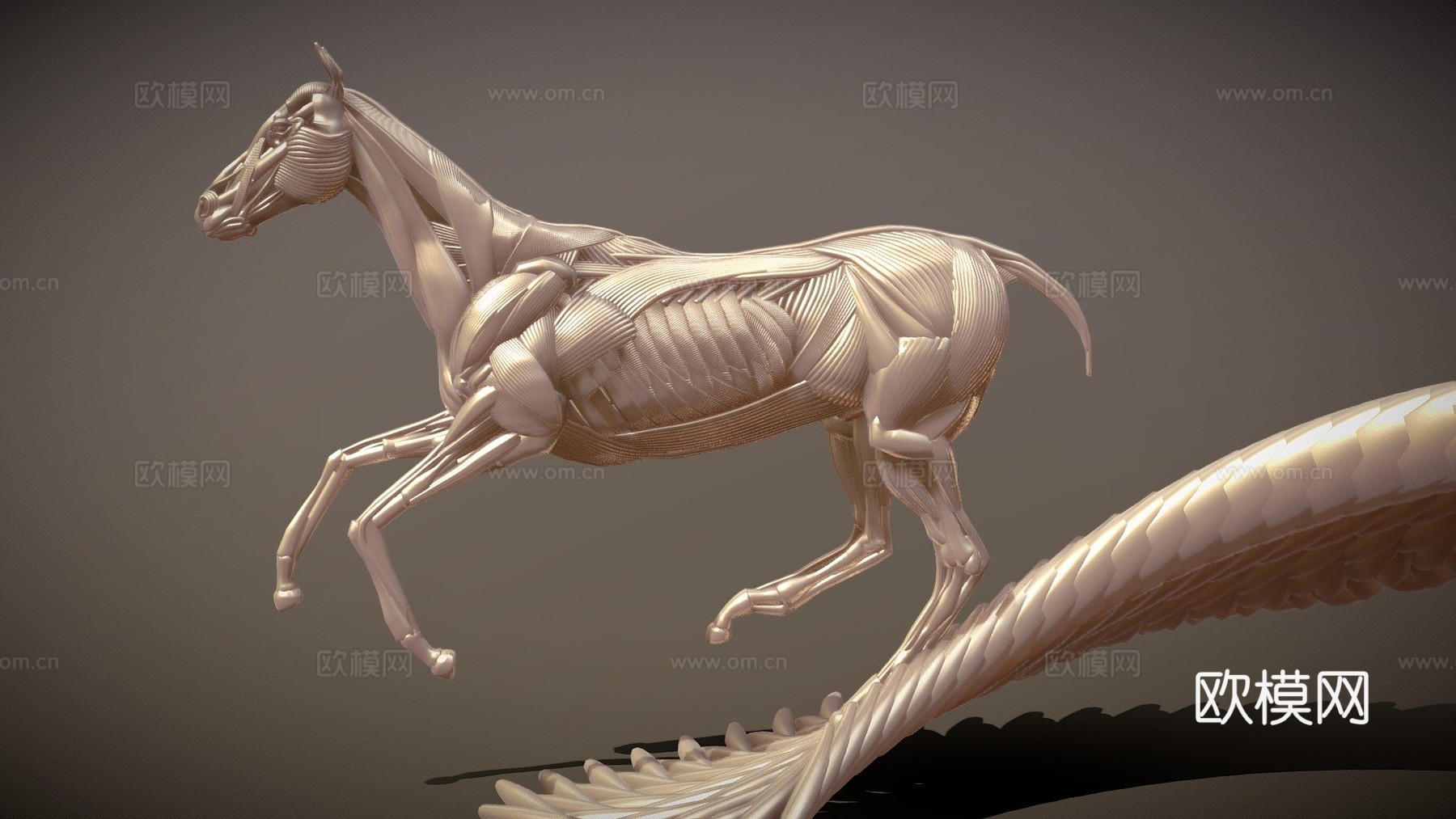 奔跑马解剖3d模型