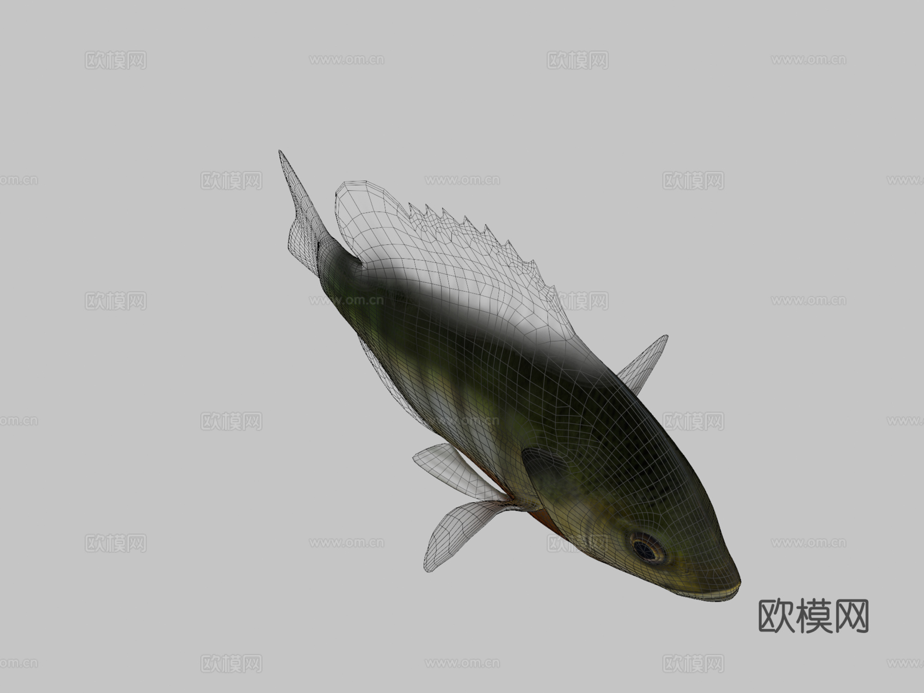 A型-蓝鳃太阳鱼3d模型