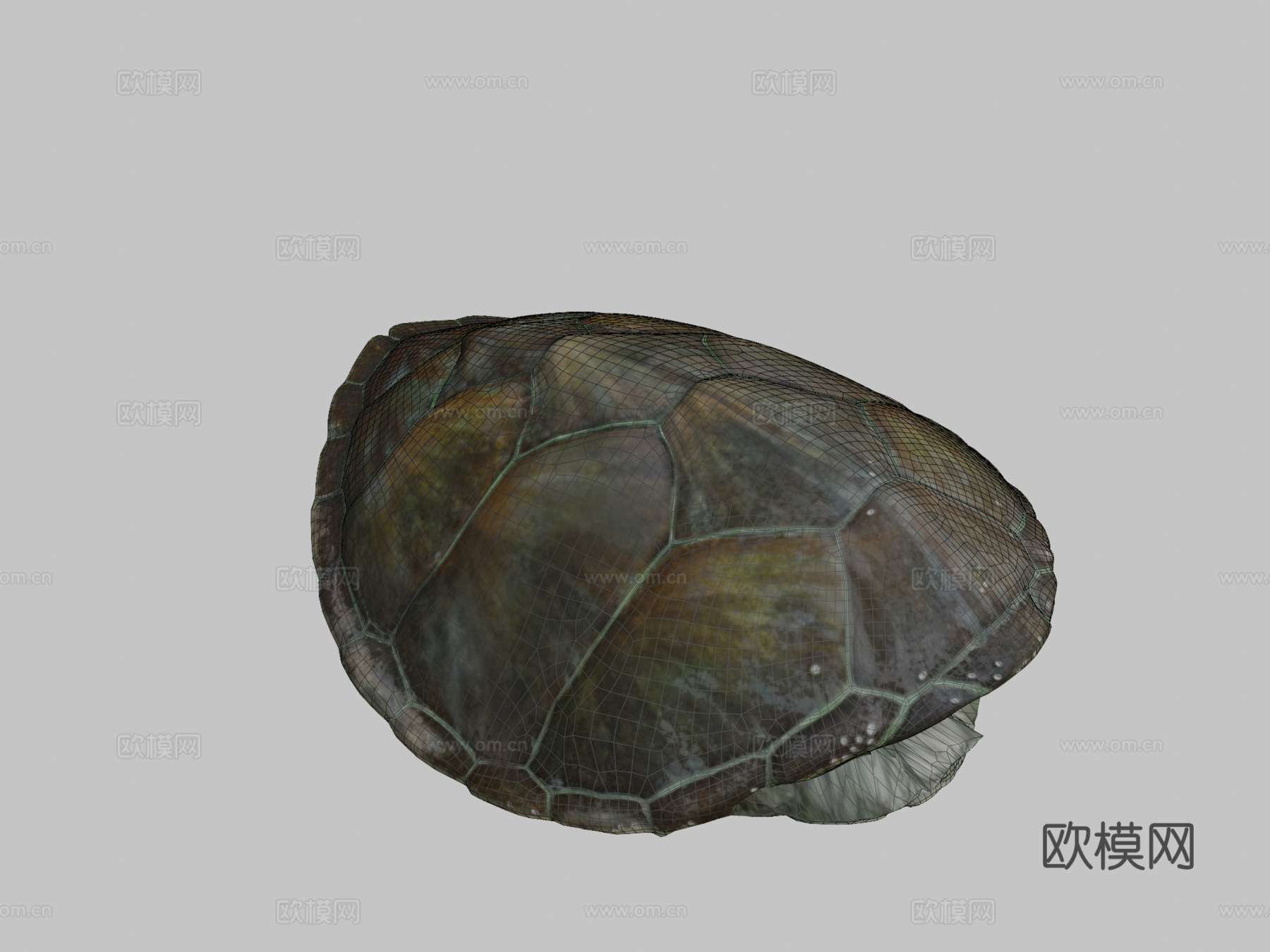 绿海龟♂3d模型