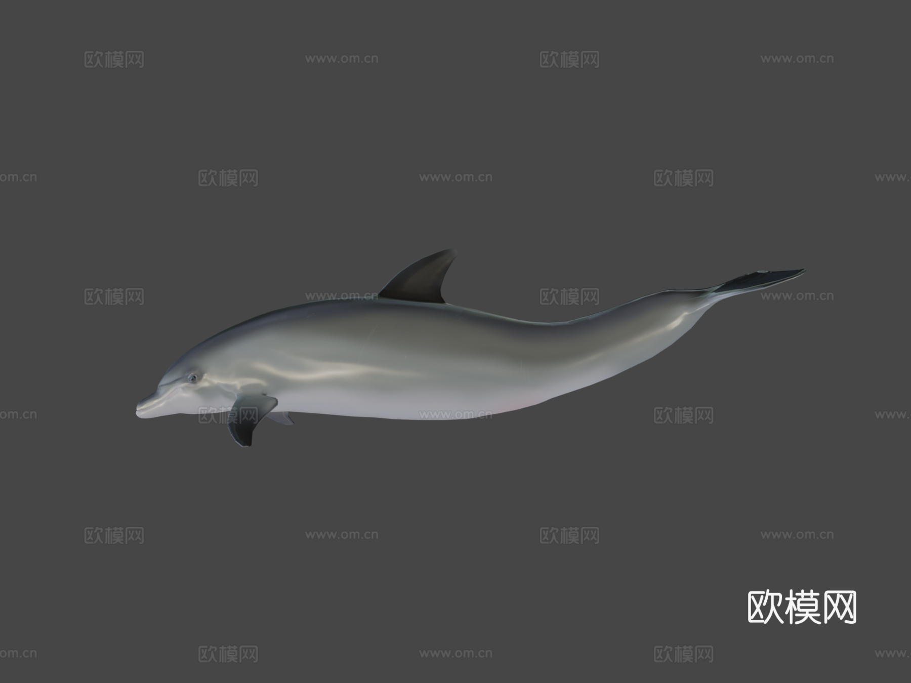 宽吻海豚3d模型