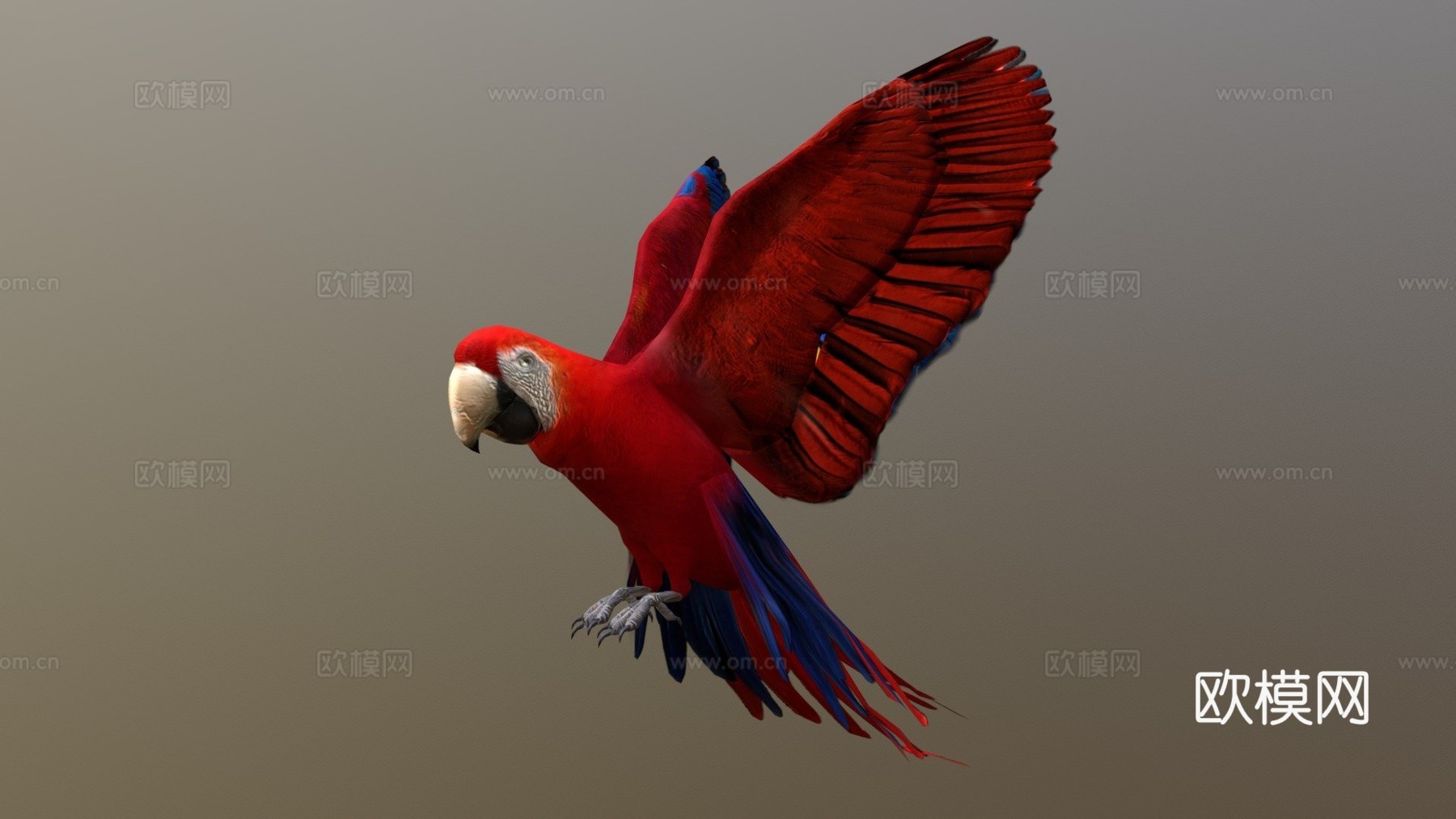 红金刚鹦鹉3d模型