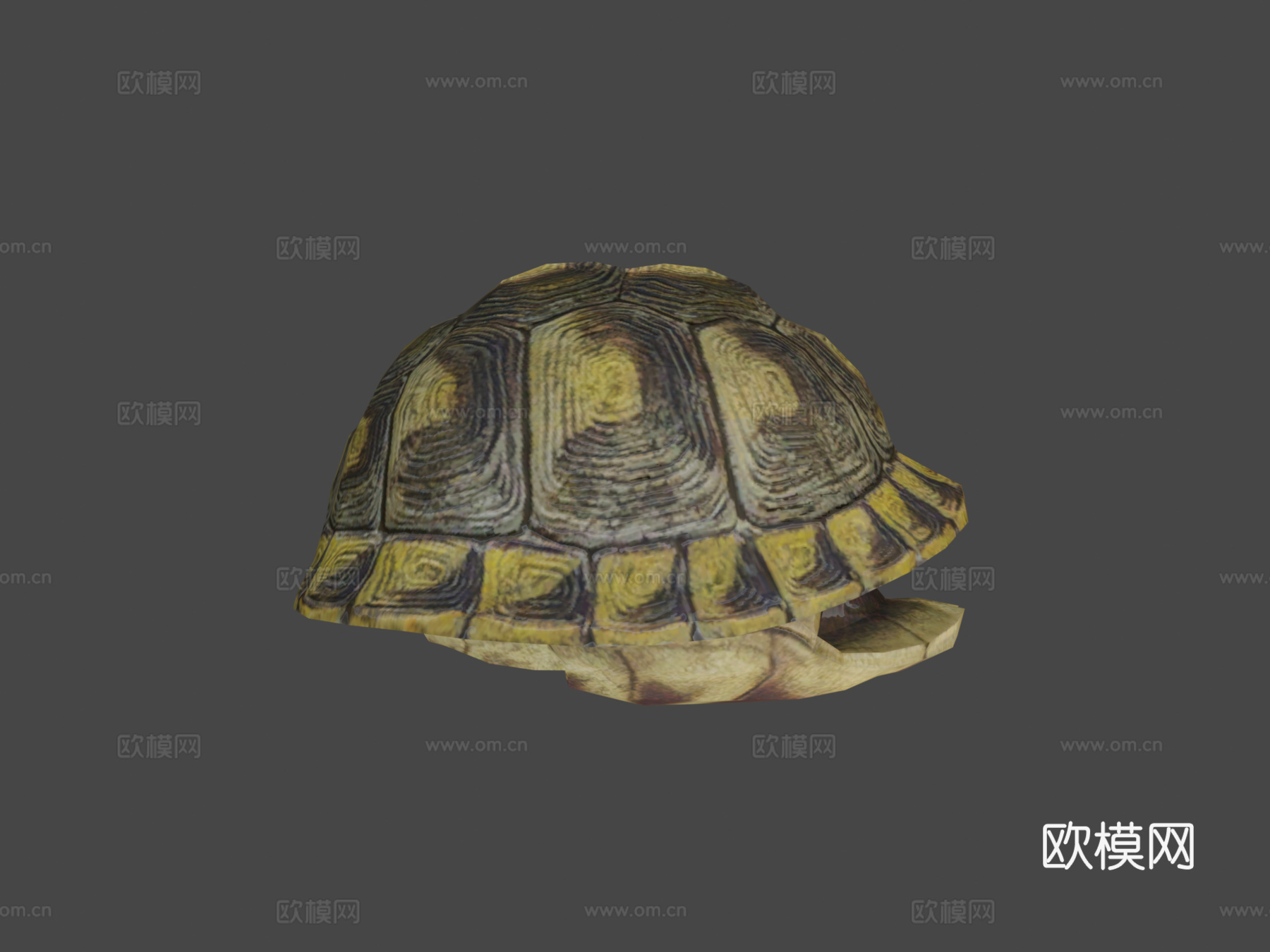 乌龟动画行走循环3d模型
