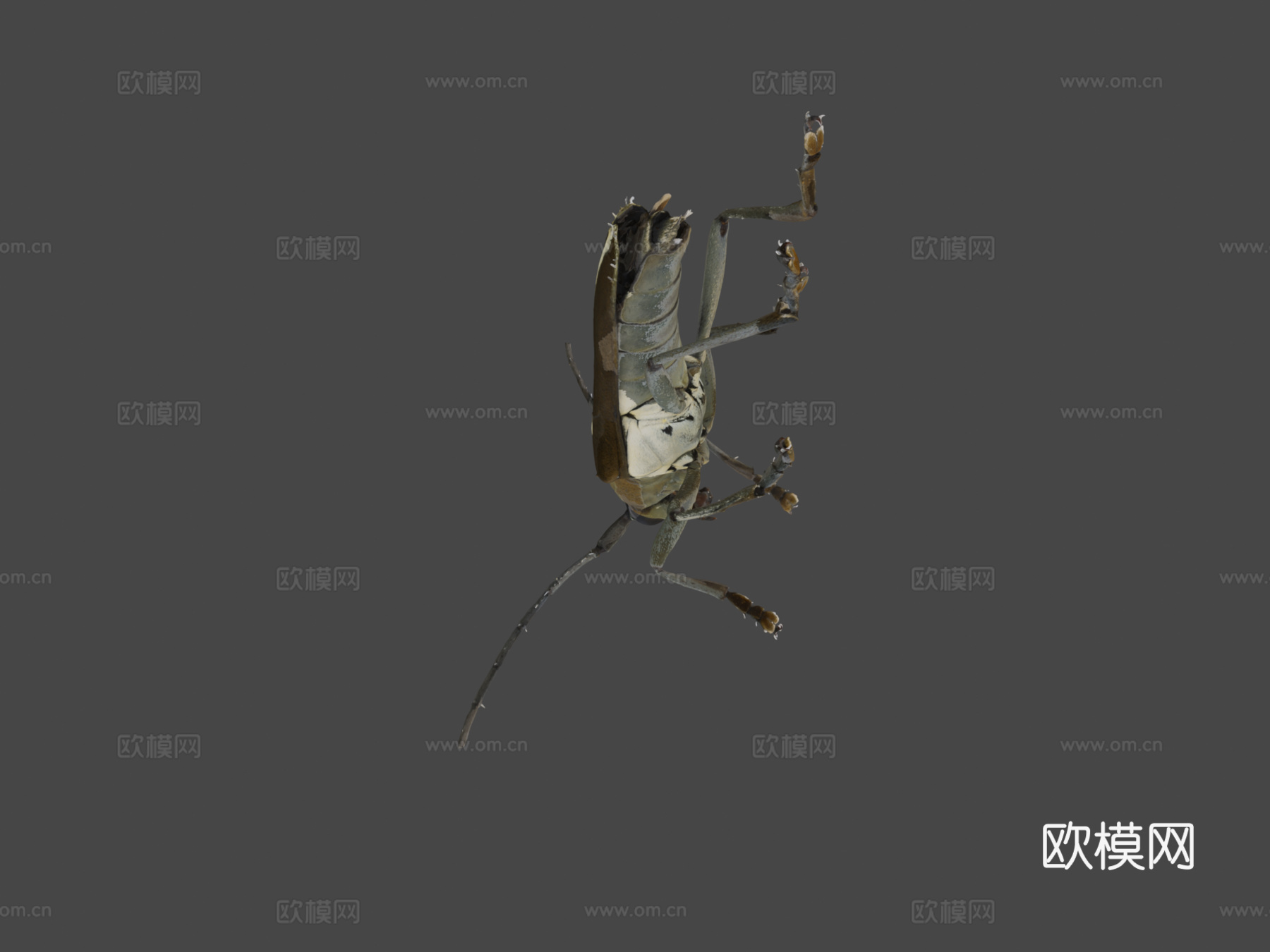 白蜡天牛(自然历史数字档案(DiNArDa))3d模型