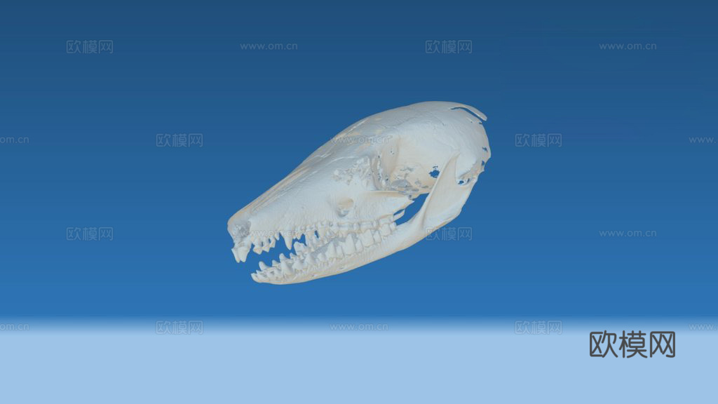 有袋鼠头骨3d模型